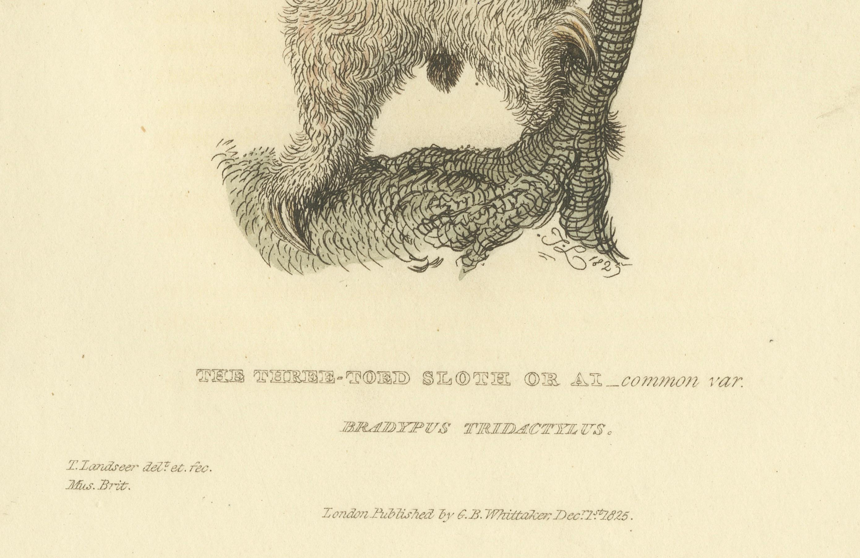 19th Century Antique Print with Hand Coloring of a Common Pale-Throated Sloth For Sale