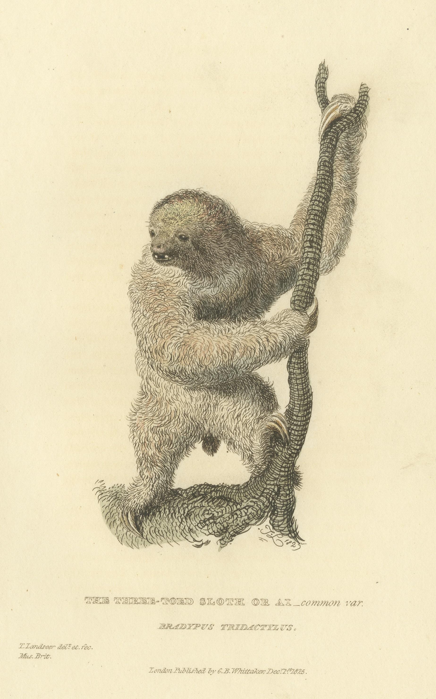 Paper Antique Print with Hand Coloring of a Common Pale-Throated Sloth For Sale