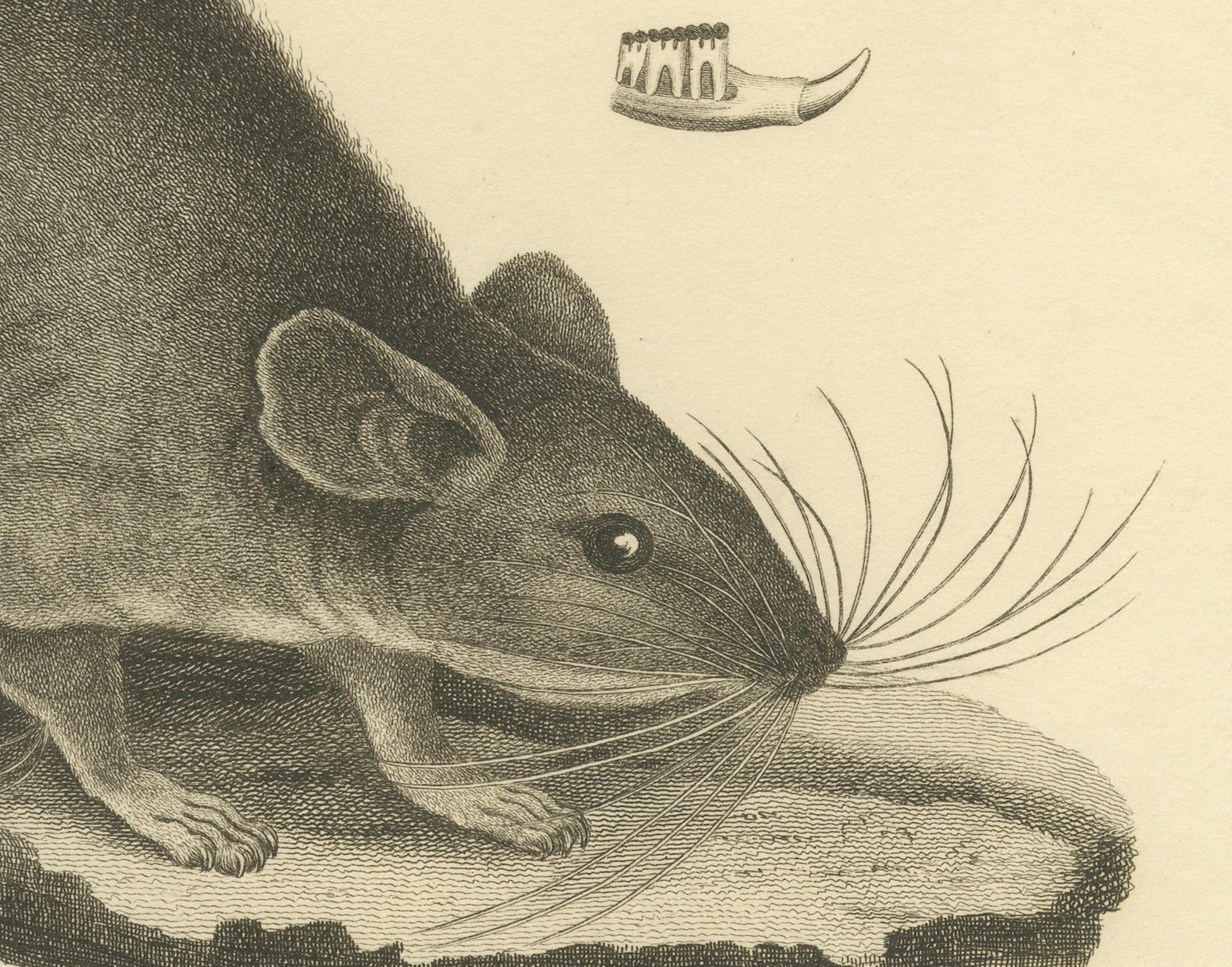 The image depicts an antique print titled 'Florida Rat, Neotoma Floridana', and is an original antique print with hand coloring. Published by G.B. Whittaker based on an illustration by Charles Hamilton Smith around 1827, it would represent another