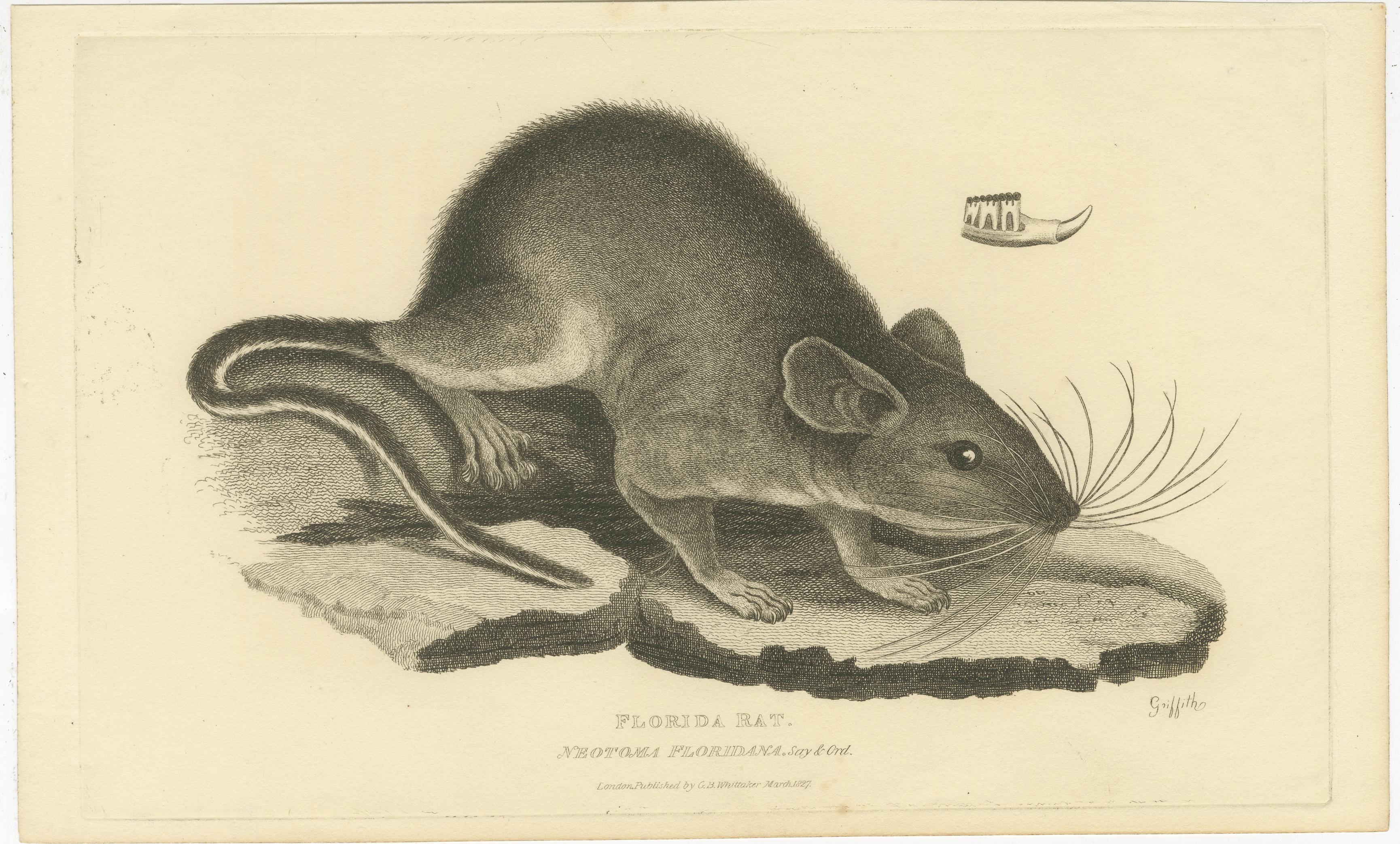 Antique Print with Hand Coloring of a Florida Rat In Good Condition For Sale In Langweer, NL