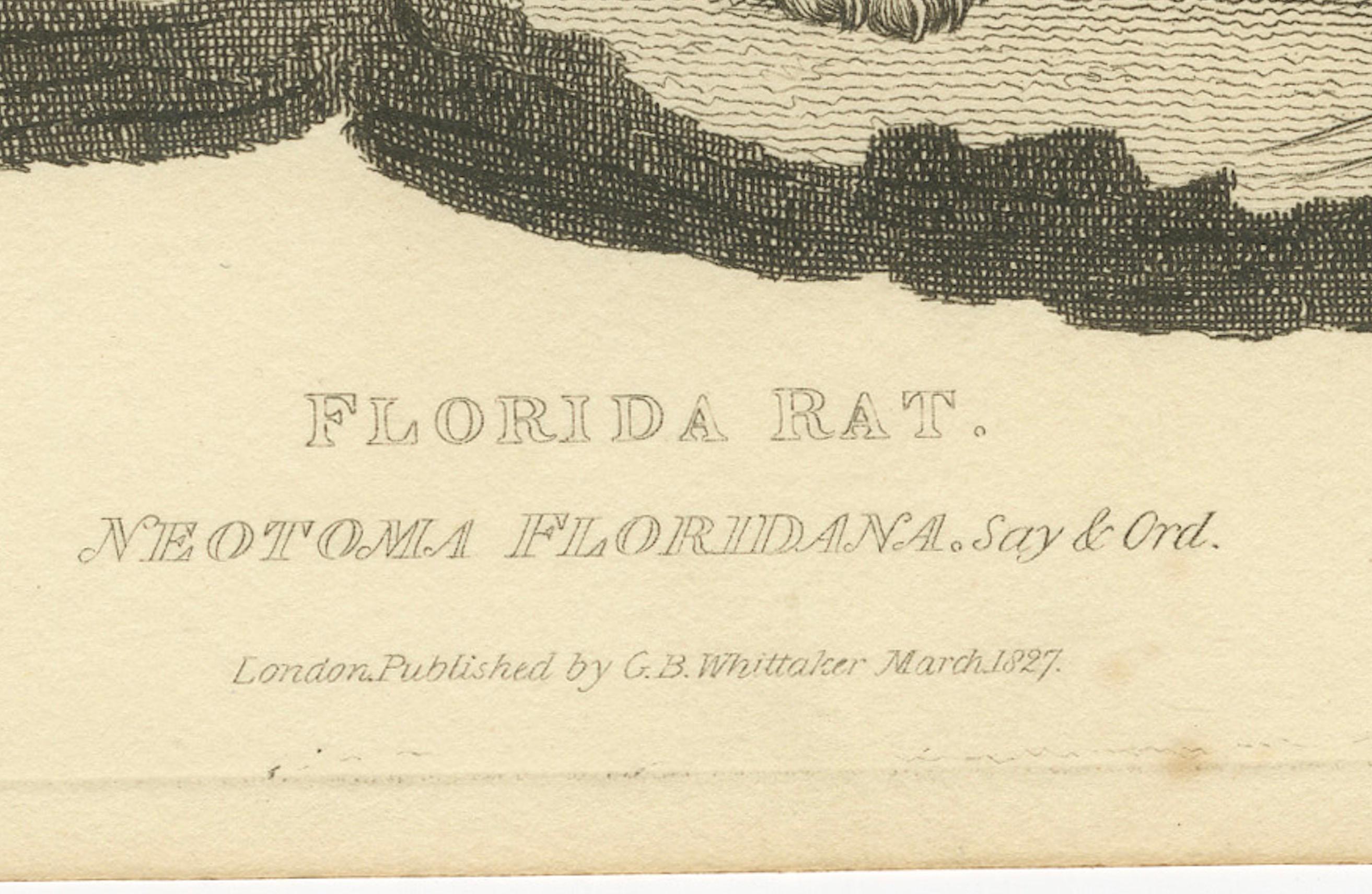 19th Century Antique Print with Hand Coloring of a Florida Rat For Sale