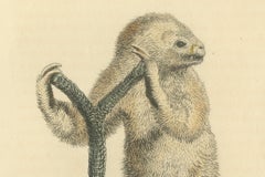 Antique Print with Hand Coloring of a Linnaeus's Two-Toed Sloth, ca.1825