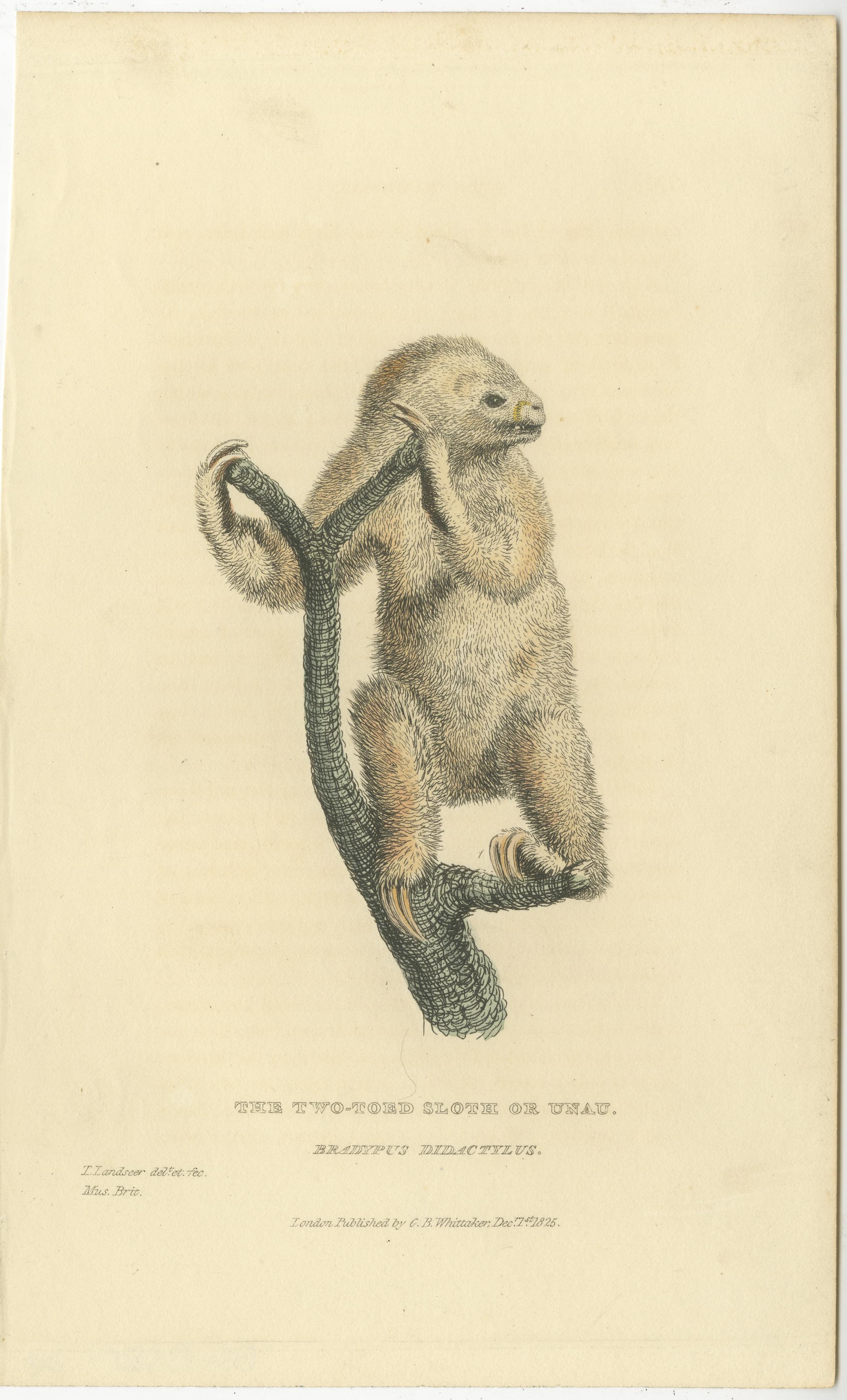 Antique Print with Hand Coloring of a Linnaeus's Two-Toed Sloth In Good Condition For Sale In Langweer, NL