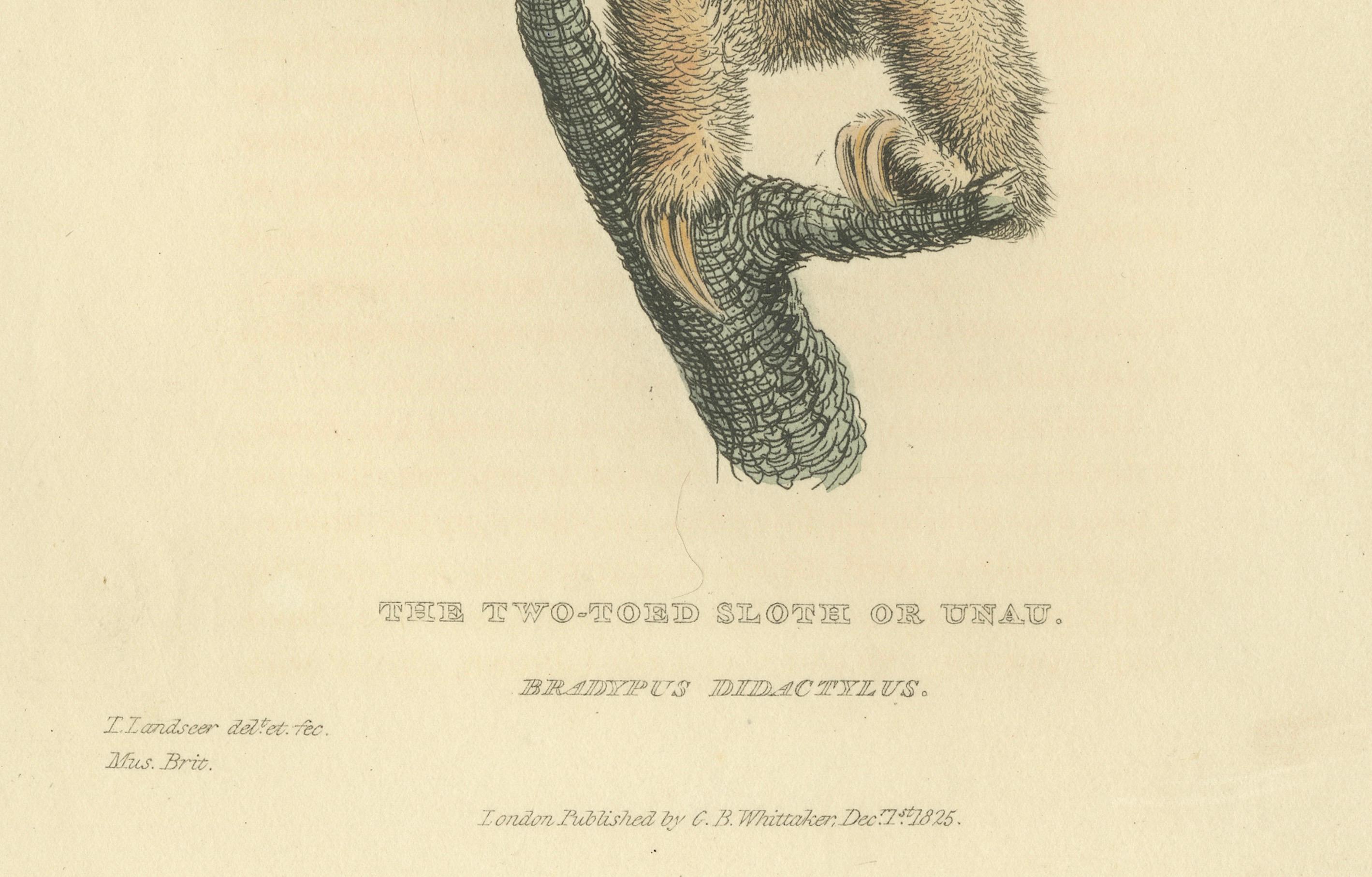 19th Century Antique Print with Hand Coloring of a Linnaeus's Two-Toed Sloth For Sale