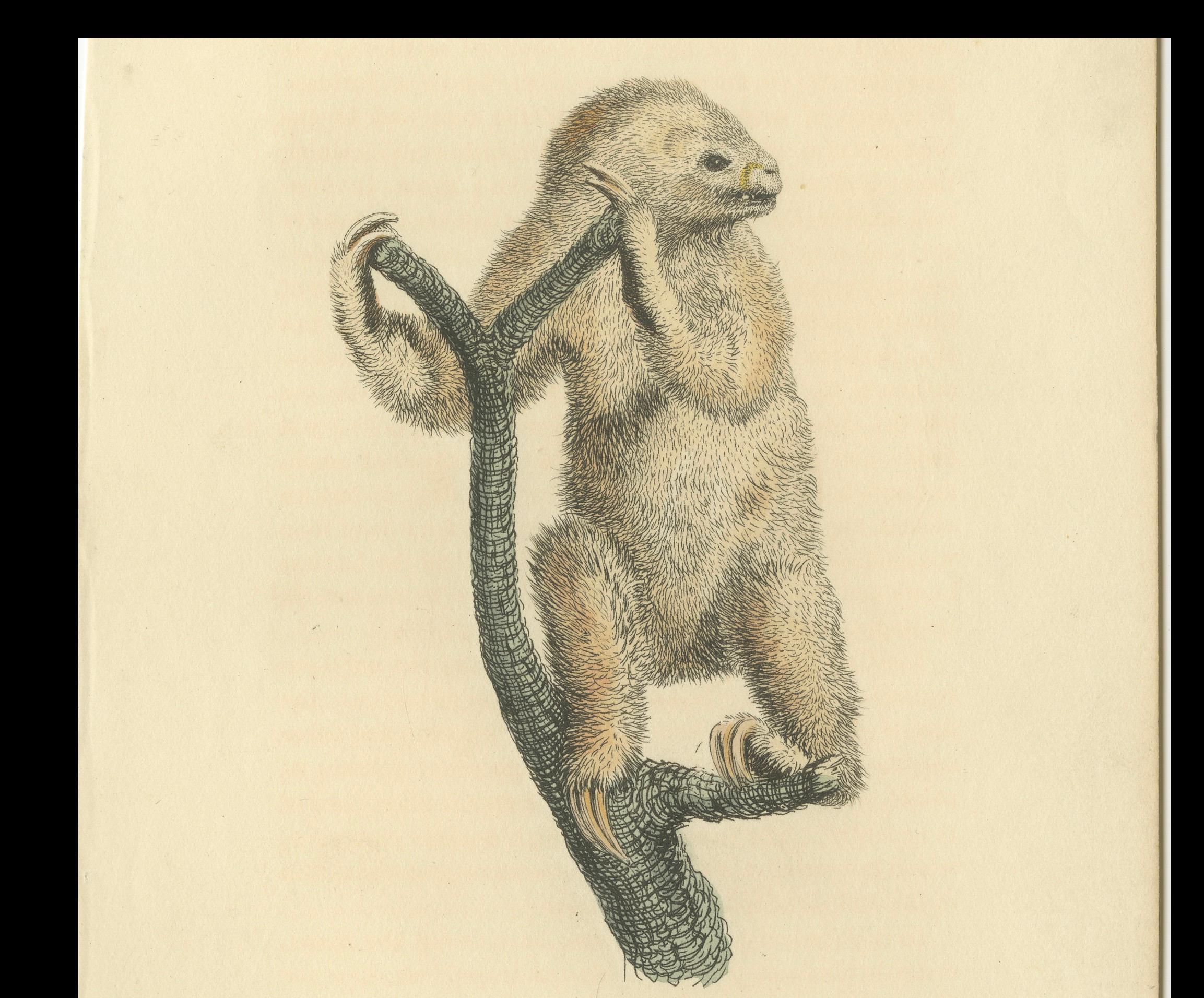 Paper Antique Print with Hand Coloring of a Linnaeus's Two-Toed Sloth For Sale
