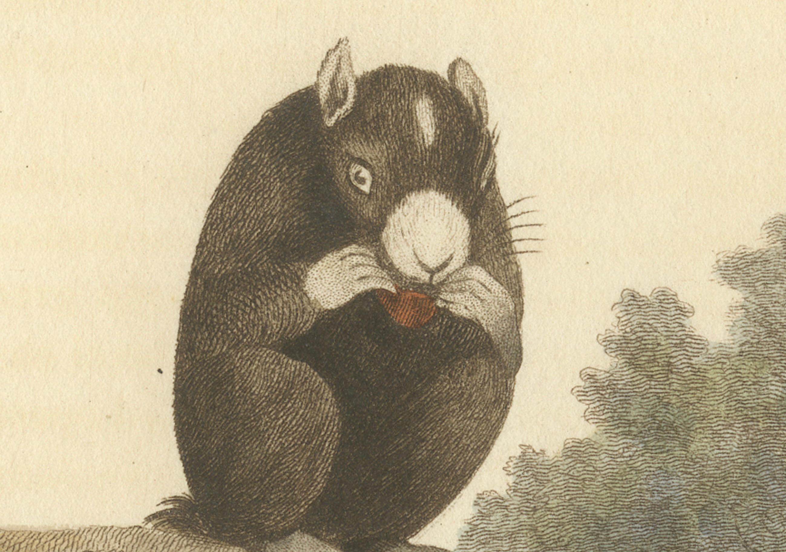 The original image is a historical print of masked squirrels, titled 'The muzzled or masked squirrel, S. Capistratus'. If it was published by G.B. Whittaker based on an illustration by Charles Hamilton Smith circa 1824, and part of a collection that