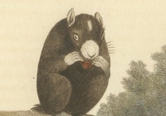 Antique Print with Hand Coloring of a Masked Squirrel
