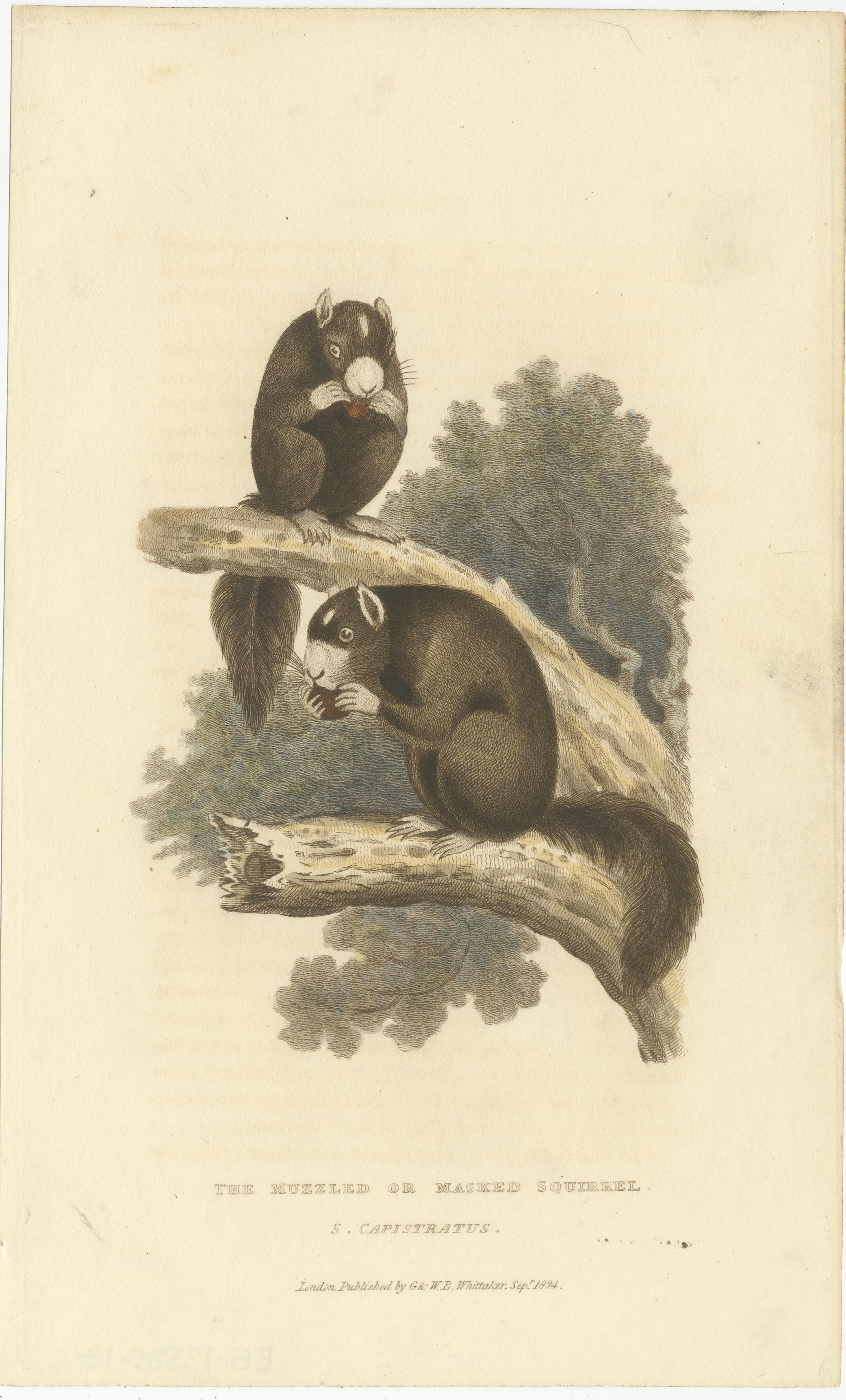 Antique Print with Hand Coloring of a Masked Squirrel In Good Condition For Sale In Langweer, NL