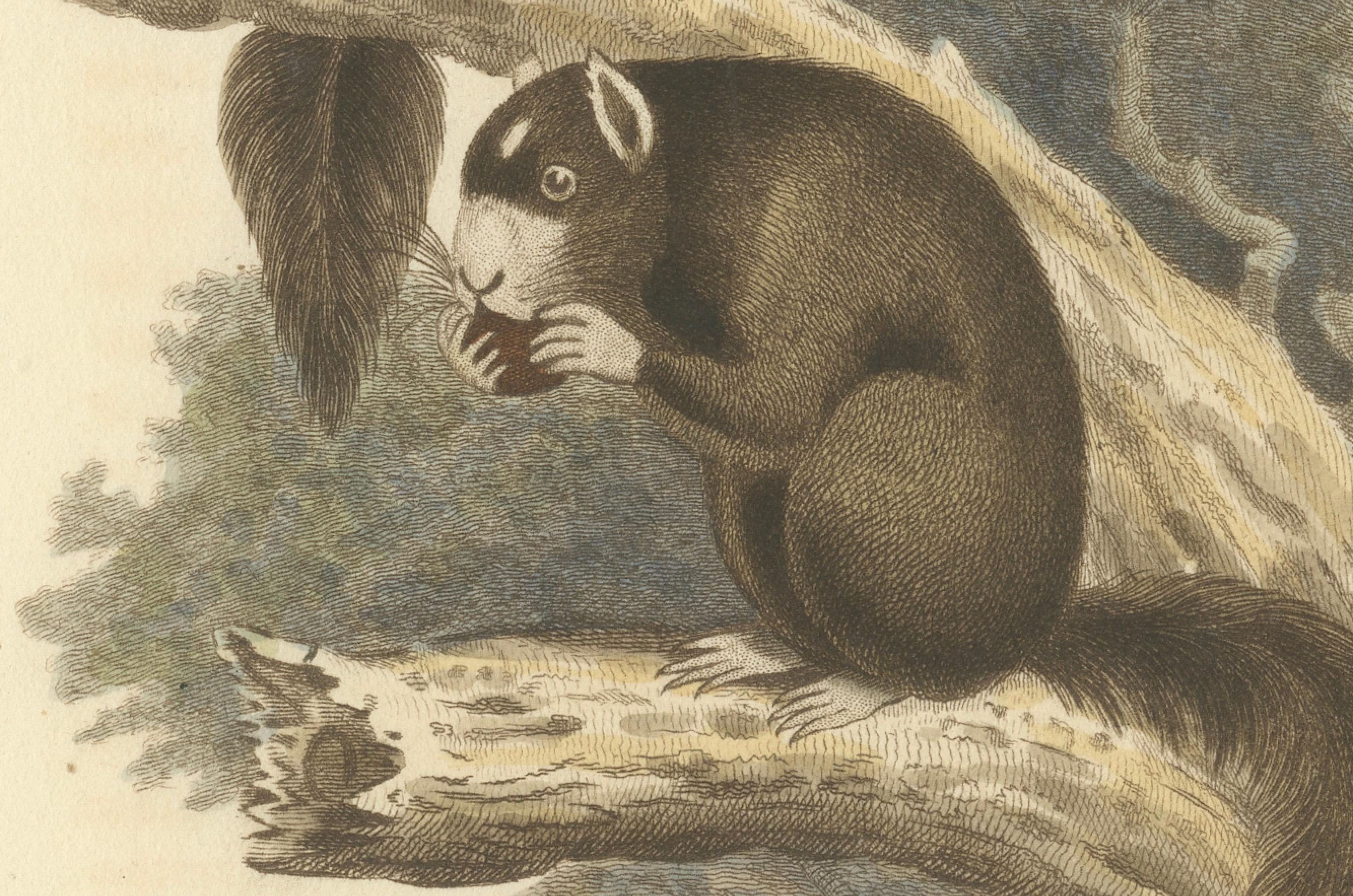 19th Century Antique Print with Hand Coloring of a Masked Squirrel For Sale
