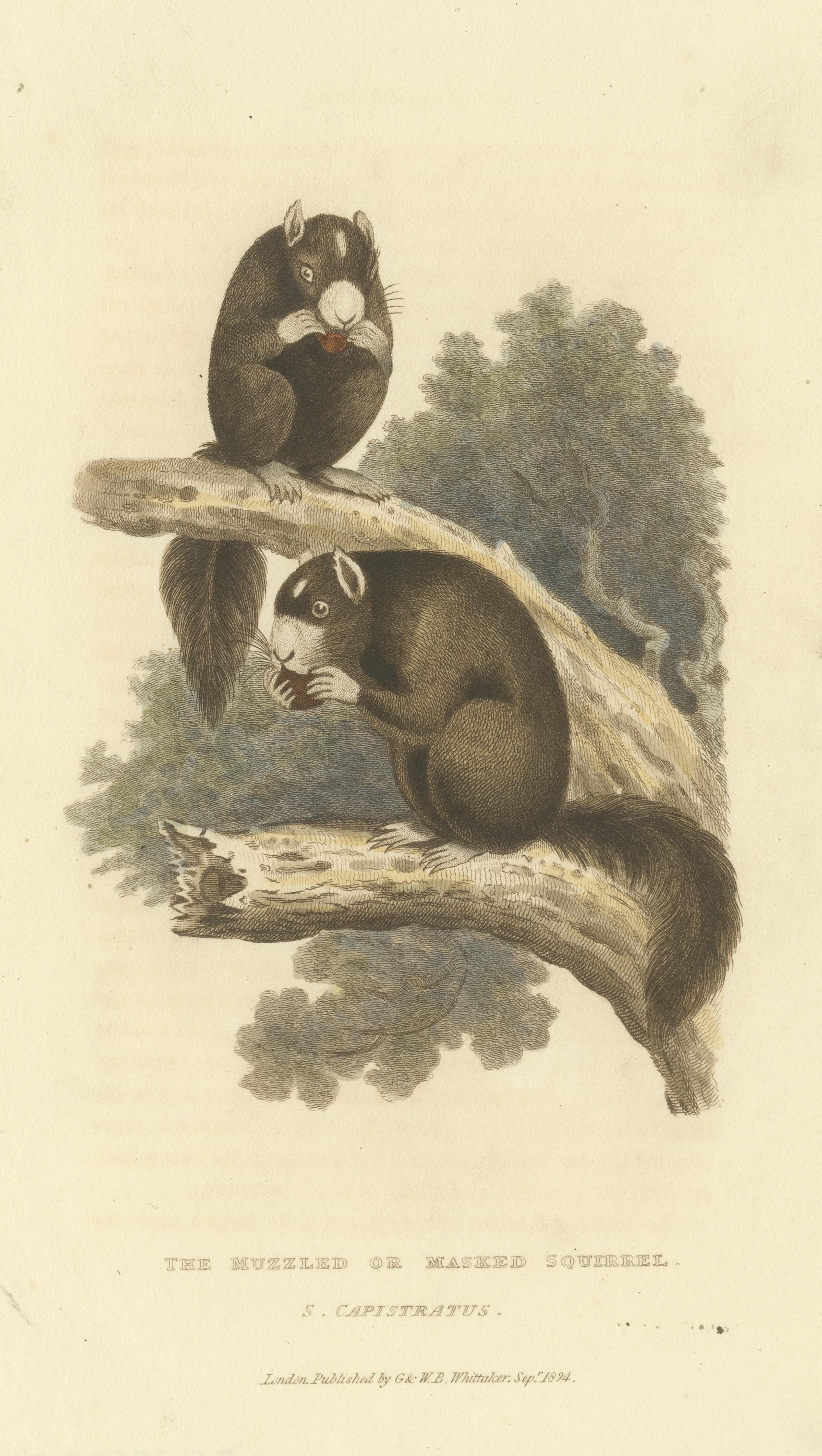 Paper Antique Print with Hand Coloring of a Masked Squirrel For Sale
