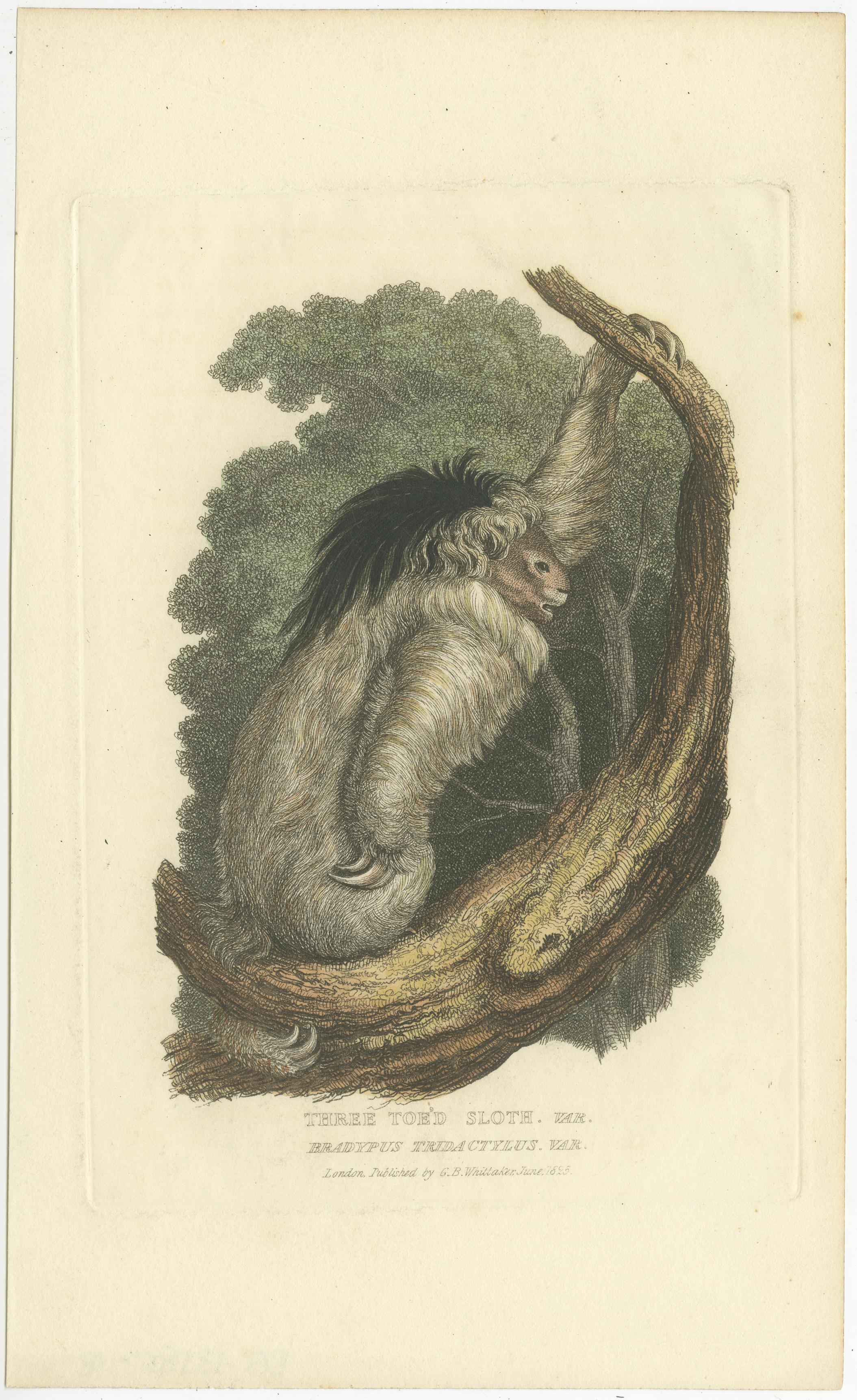 Antique Print with Hand Coloring of a Pale-Throated Sloth In Good Condition For Sale In Langweer, NL