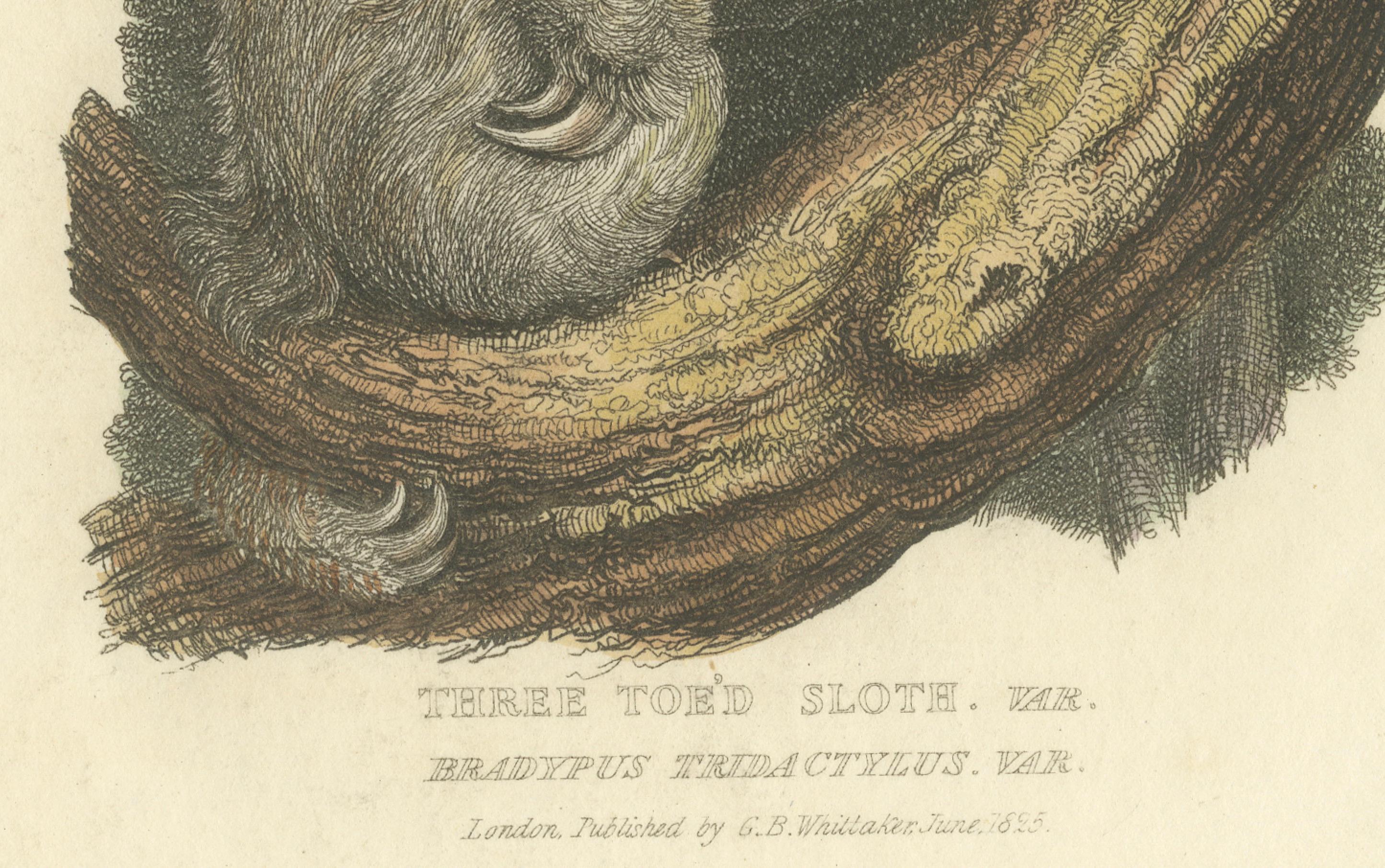 19th Century Antique Print with Hand Coloring of a Pale-Throated Sloth For Sale