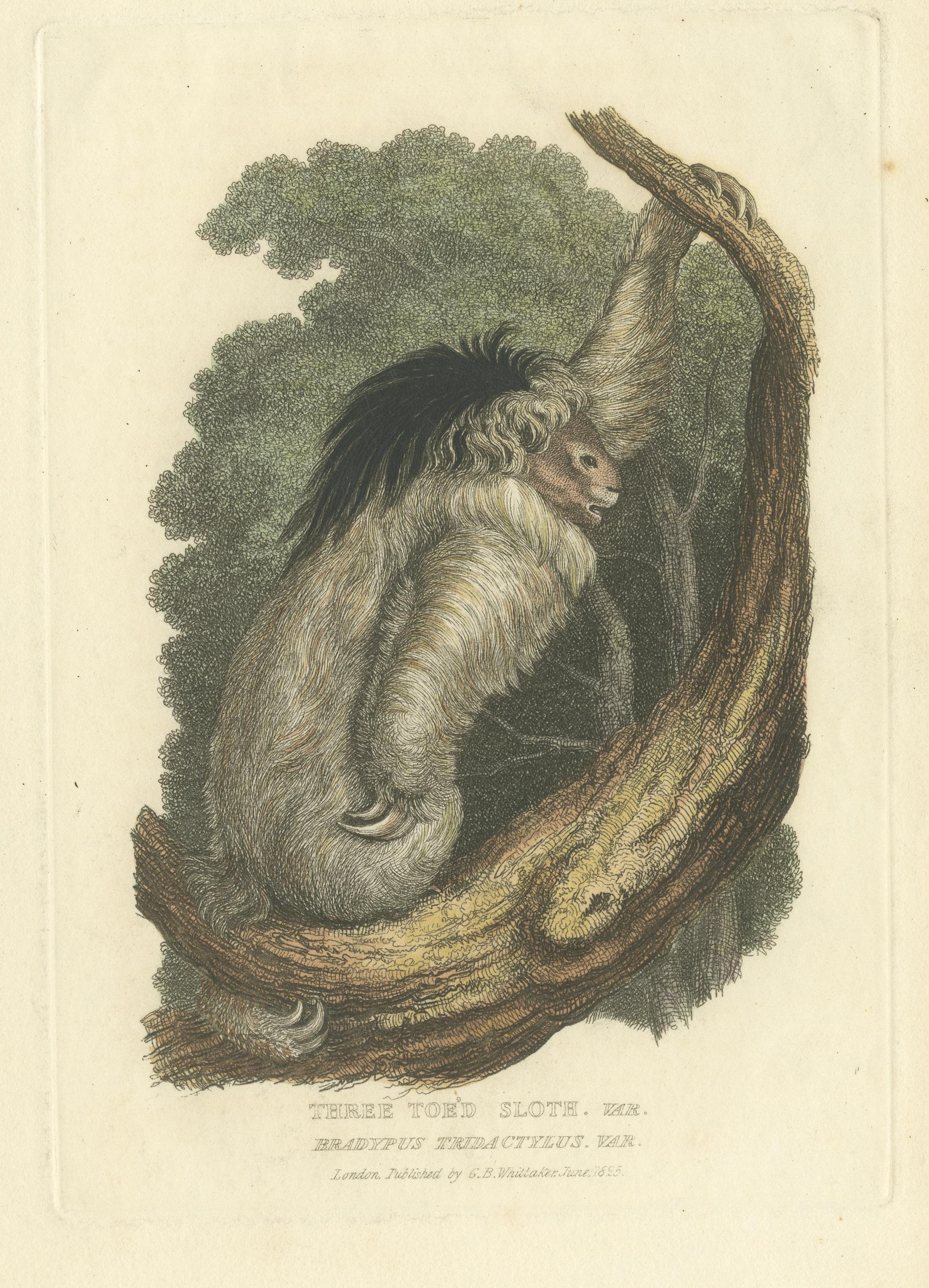 Paper Antique Print with Hand Coloring of a Pale-Throated Sloth For Sale