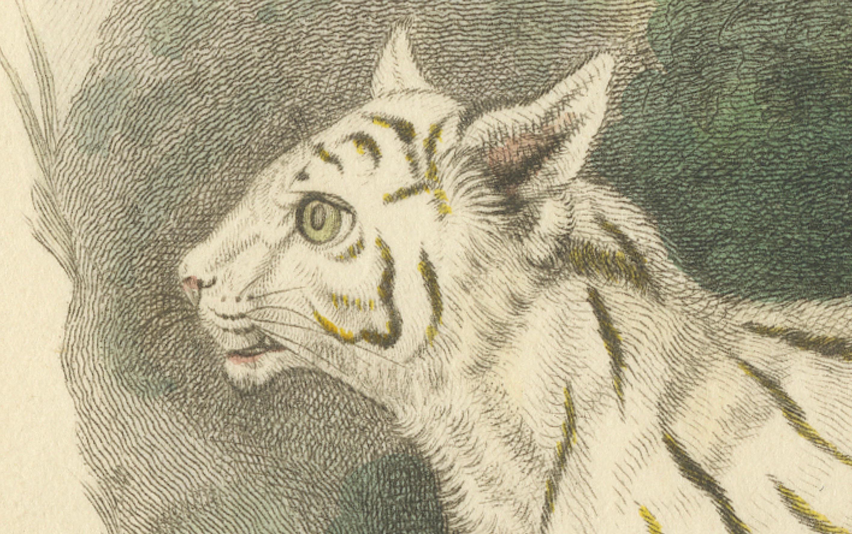 The image is an original antique print titled 'The Colocolo, F. Colocolo of Molina', an original work with hand coloring depicting a Pampas cat. The scientific name provided, F. Colocolo, refers to the colloquial name 