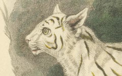 Antique Print with Hand Coloring of a Pampas Cat