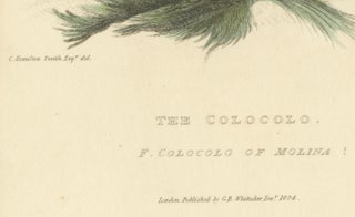 Antique Print with Hand Coloring of a Pampas Cat, view 3