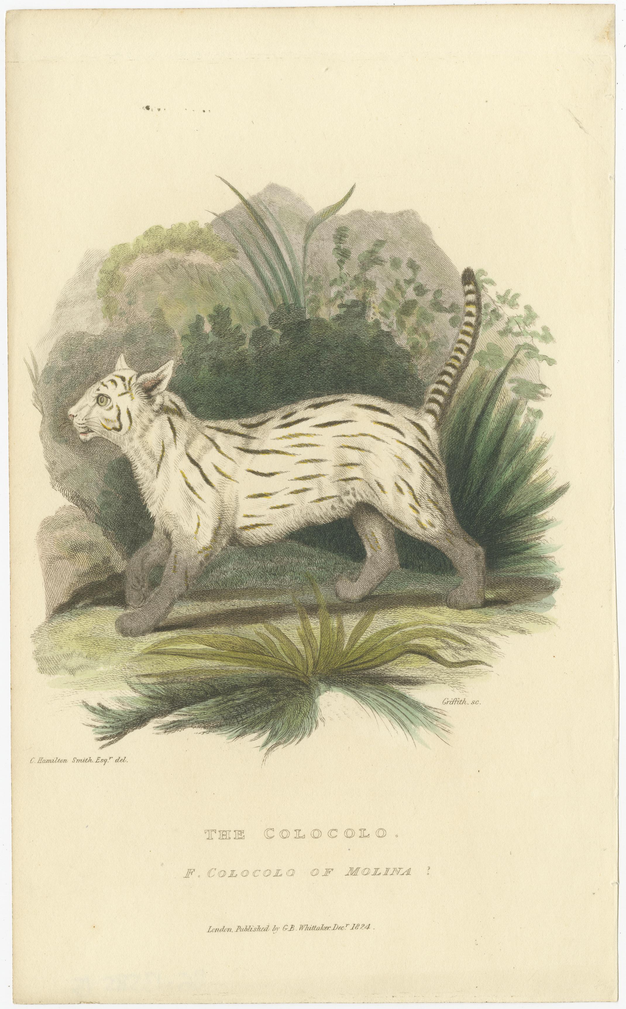 19th Century Antique Print with Hand Coloring of a Pampas Cat For Sale