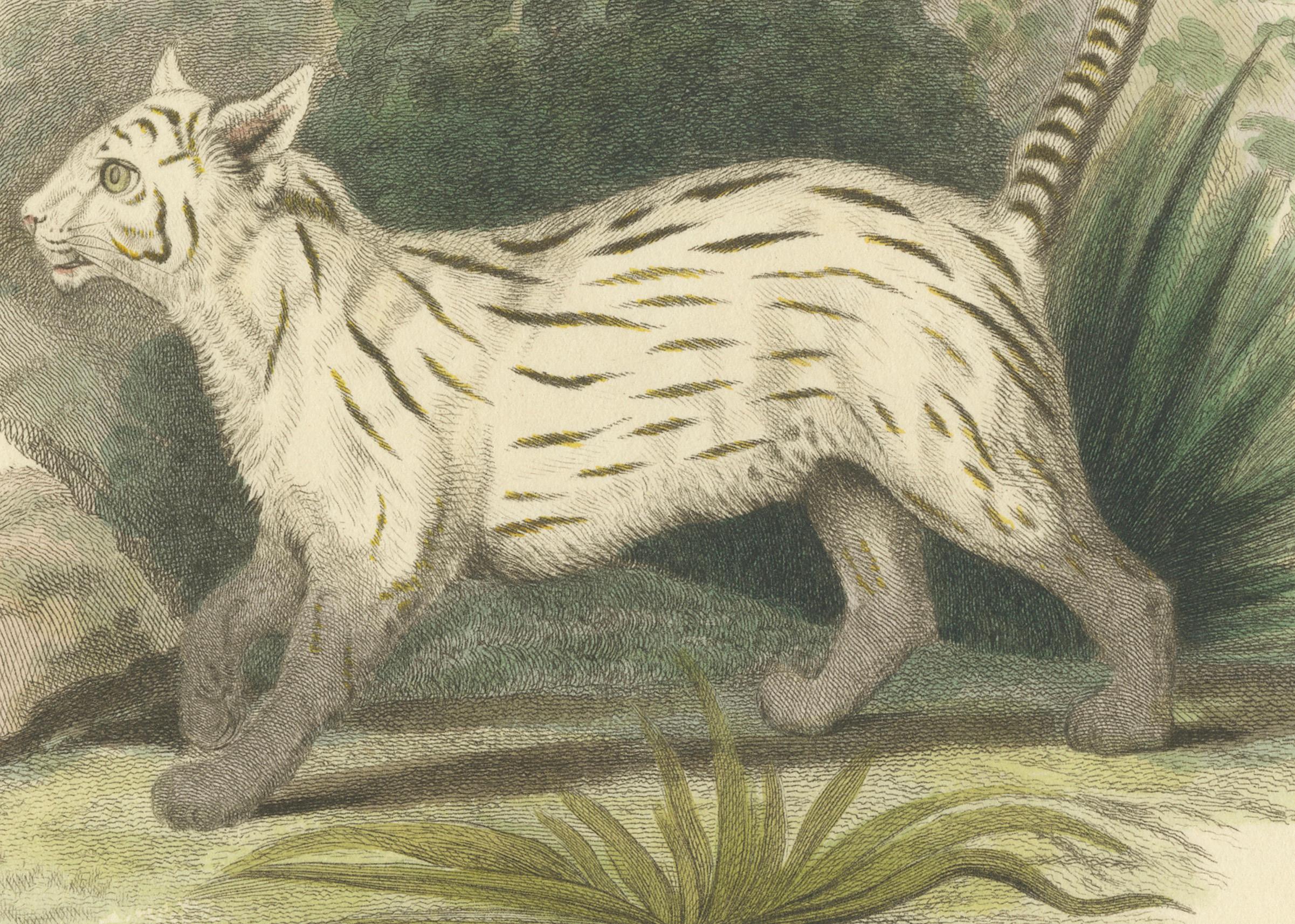 Paper Antique Print with Hand Coloring of a Pampas Cat For Sale