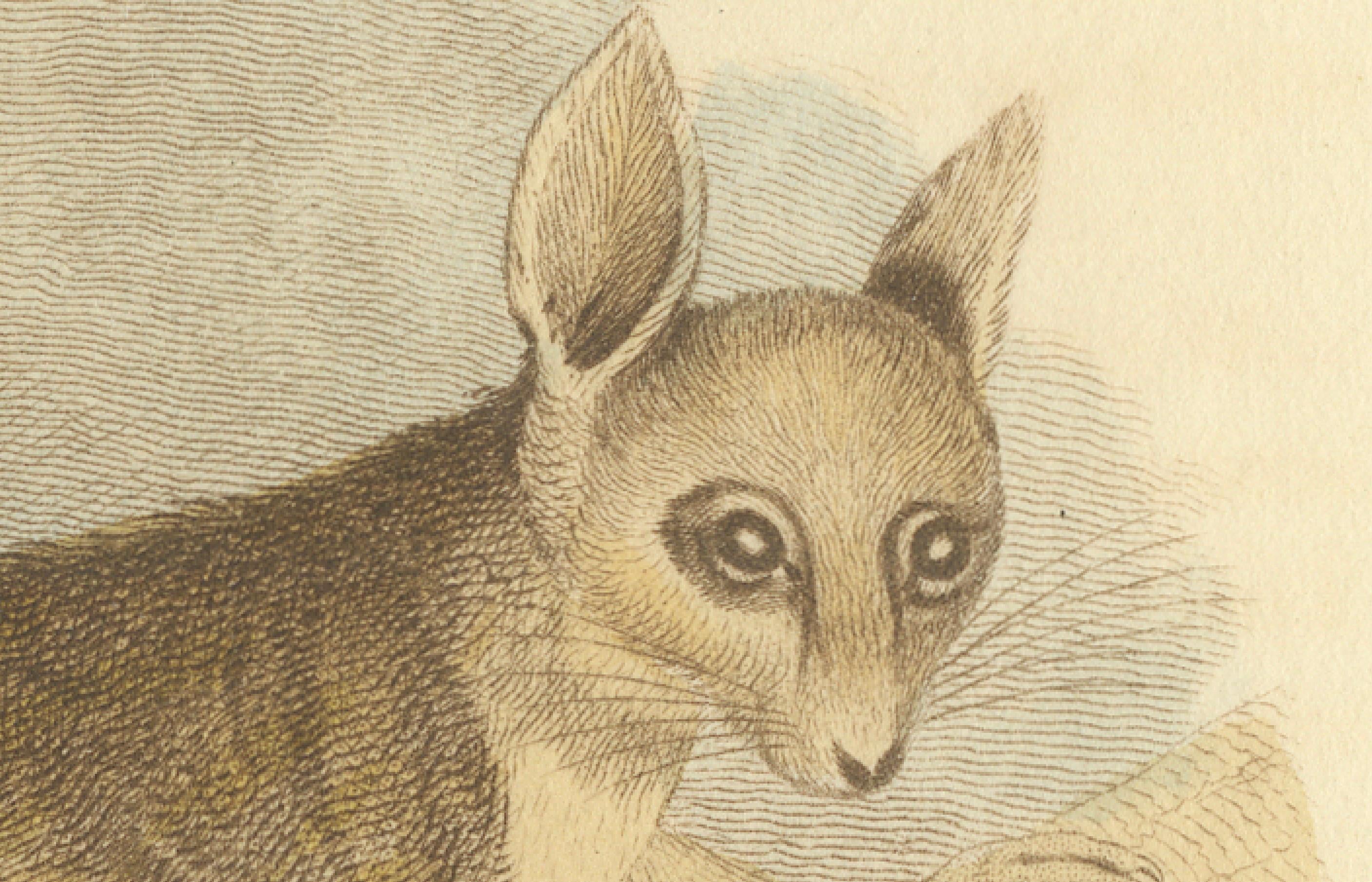 The image portrays an antique print of a creature identified as 