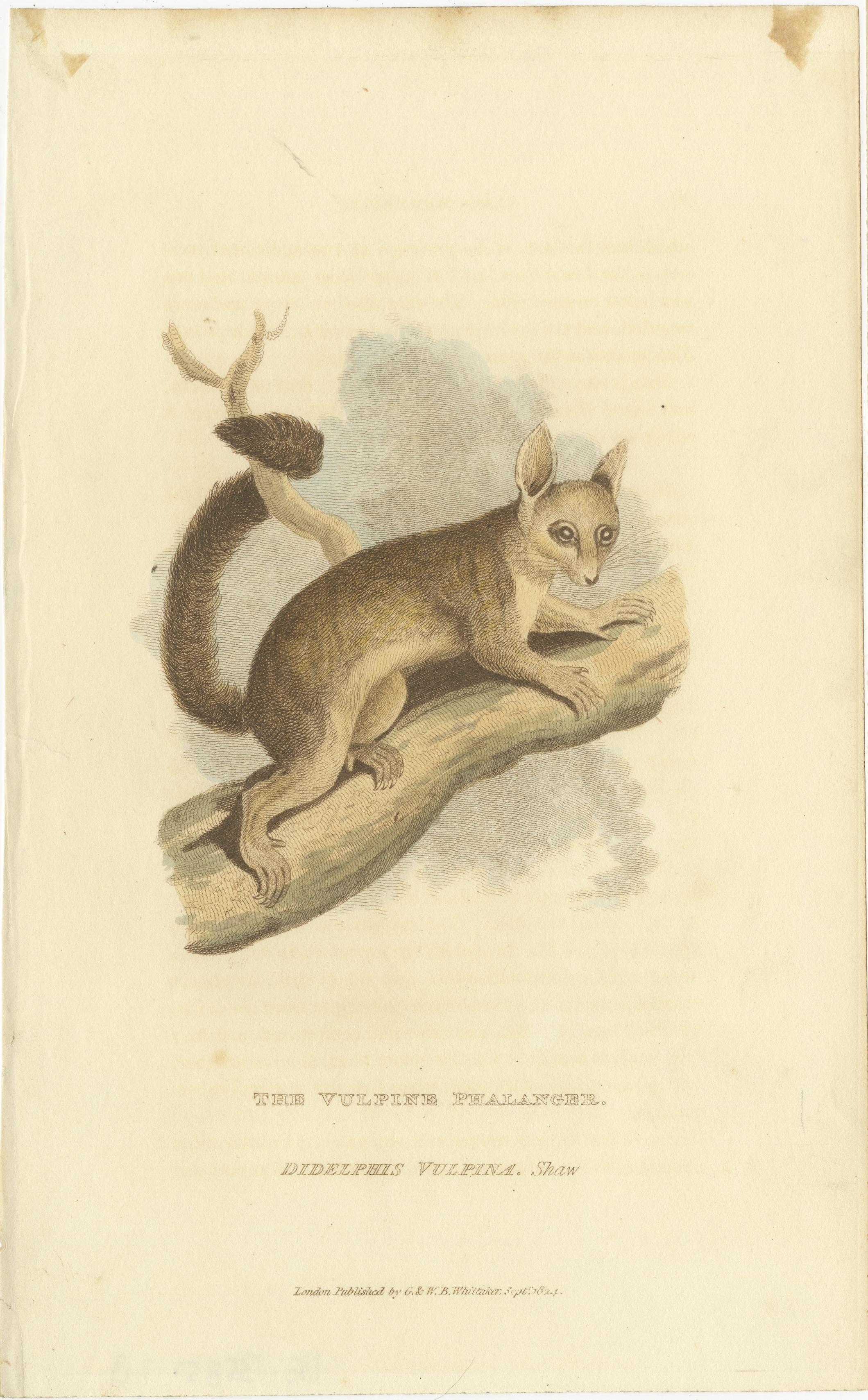 Antique Print with Hand Coloring of a Phalanger Species In Good Condition For Sale In Langweer, NL