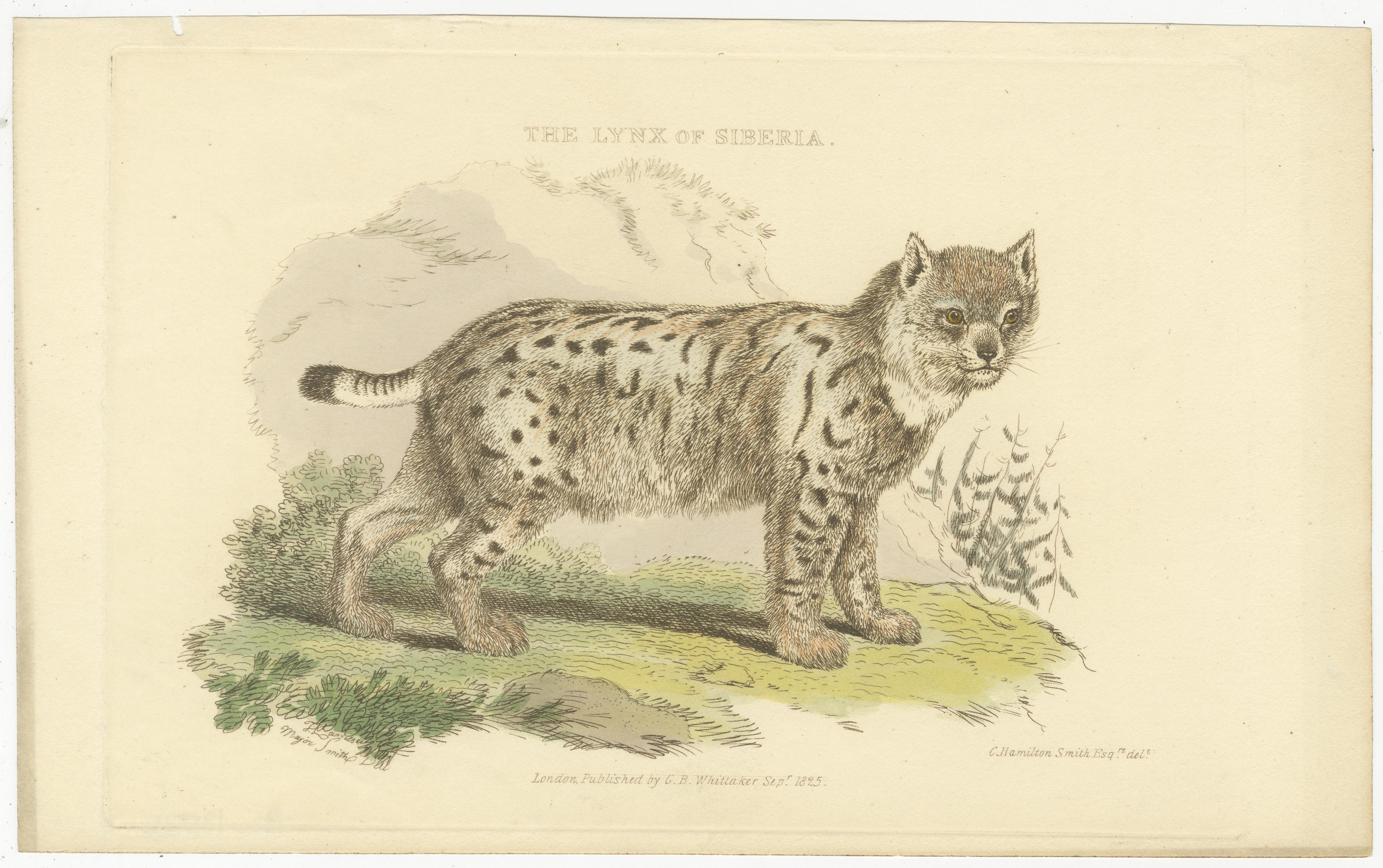 Antique Print with Hand Coloring of a Siberian Lynx In Good Condition For Sale In Langweer, NL