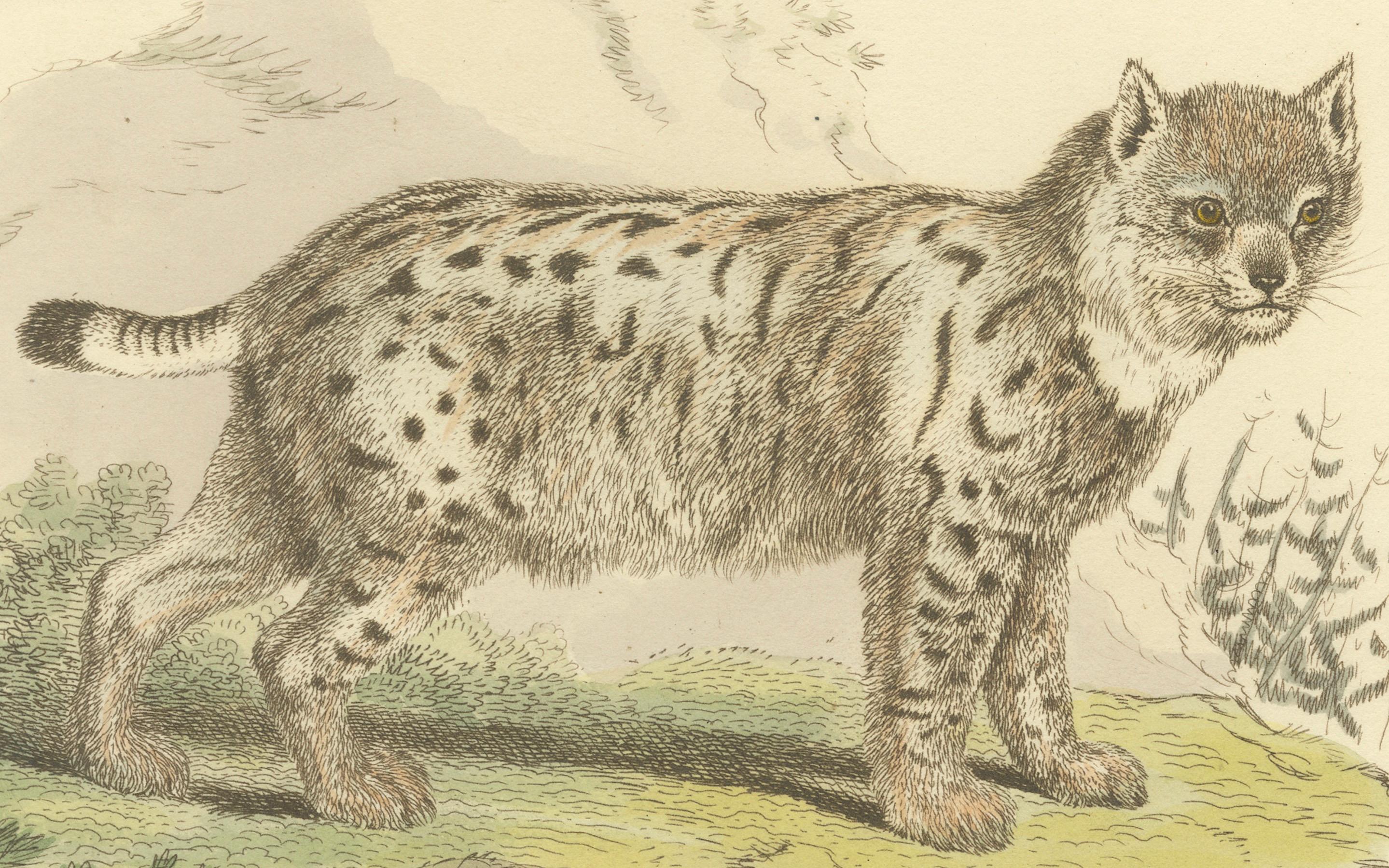 19th Century Antique Print with Hand Coloring of a Siberian Lynx For Sale