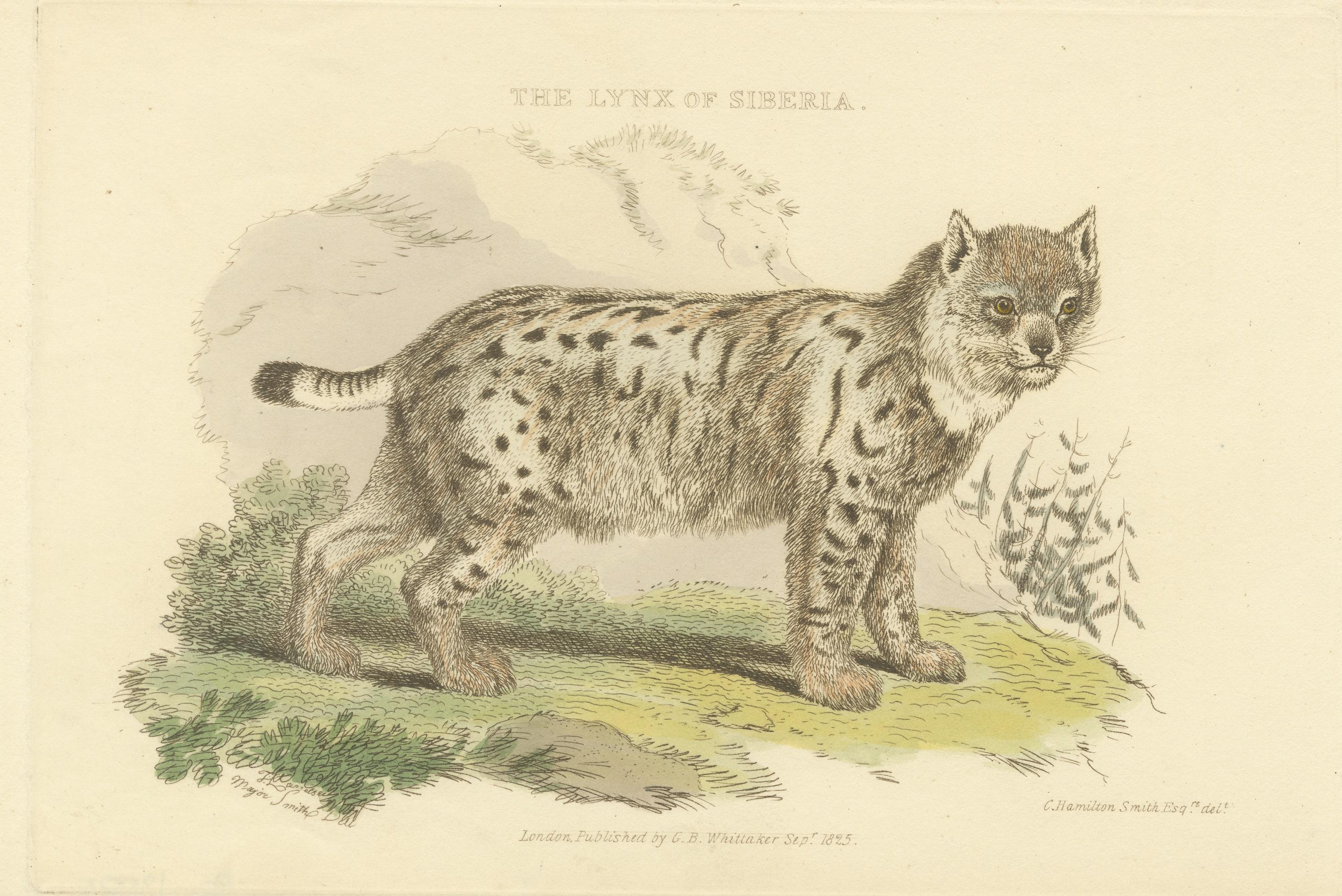 Paper Antique Print with Hand Coloring of a Siberian Lynx For Sale