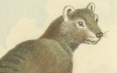 Antique Print with Hand Coloring of a Tasmanian Tiger or Tasmanian Wolf