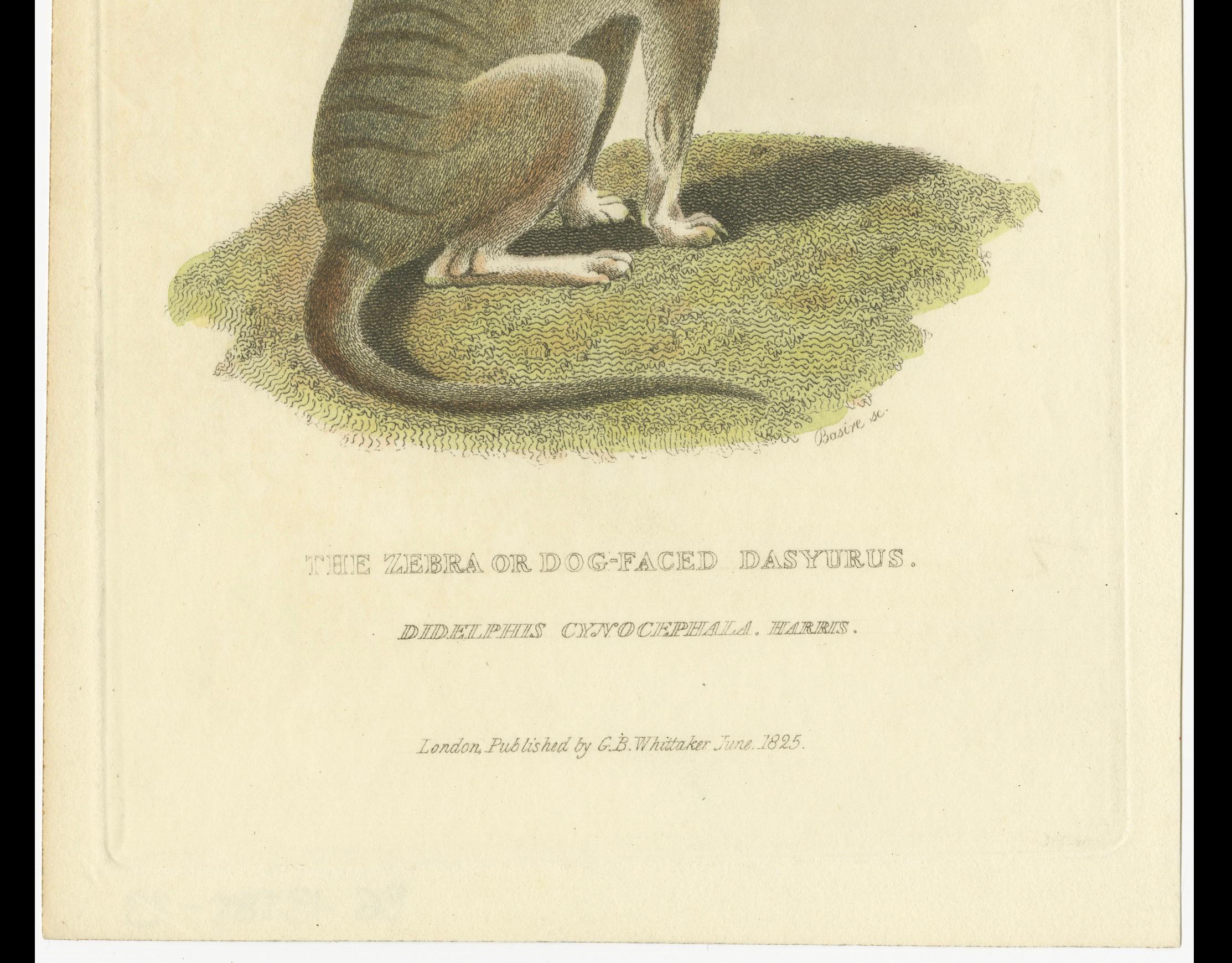 Antique Print with Hand Coloring of a Tasmanian Tiger or Tasmanian Wolf In Good Condition For Sale In Langweer, NL