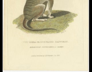 Antique Print with Hand Coloring of a Tasmanian Tiger or Tasmanian Wolf, view 3