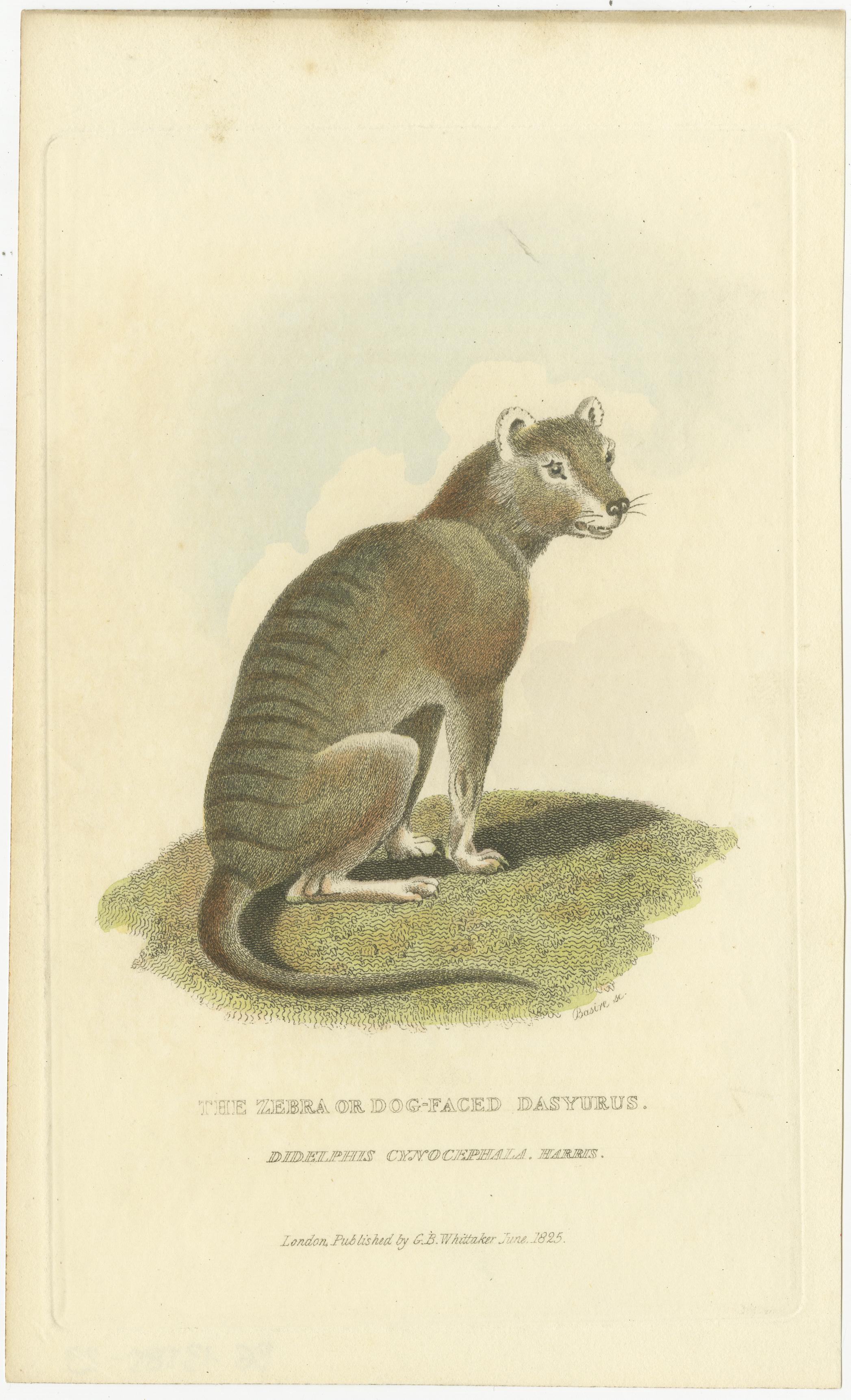 19th Century Antique Print with Hand Coloring of a Tasmanian Tiger or Tasmanian Wolf For Sale