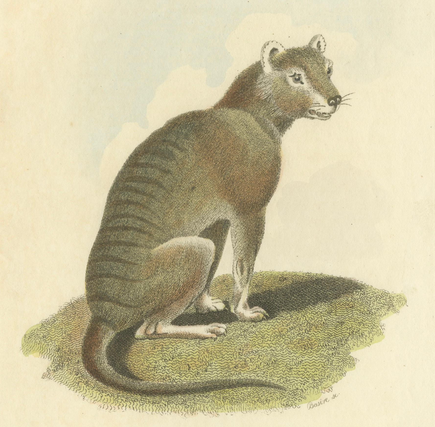 Paper Antique Print with Hand Coloring of a Tasmanian Tiger or Tasmanian Wolf For Sale