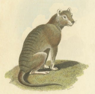 Antique Print with Hand Coloring of a Tasmanian Tiger or Tasmanian Wolf, view 5