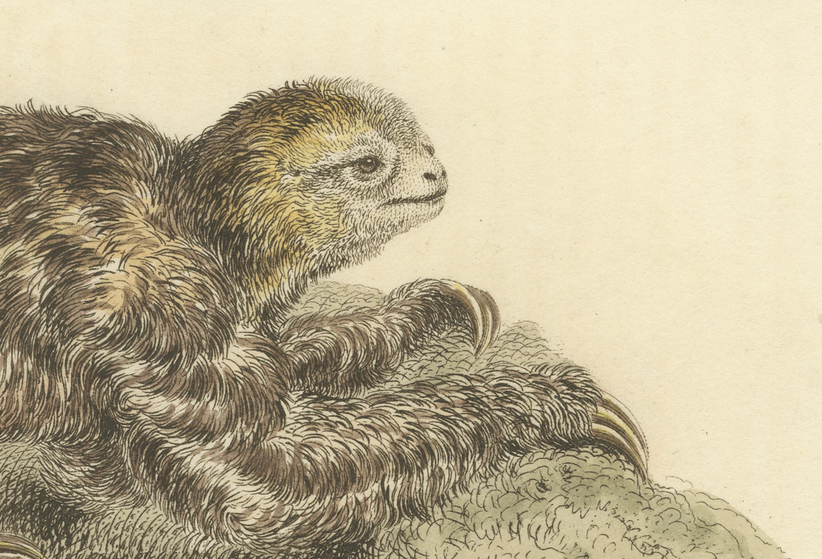 The image is a fine example of a 19th-century natural history illustration, specifically an antique print titled 'The three-toed sloth'. Published by G.B. Whittaker from an illustration by Charles Hamilton Smith around 1825, it was part of their