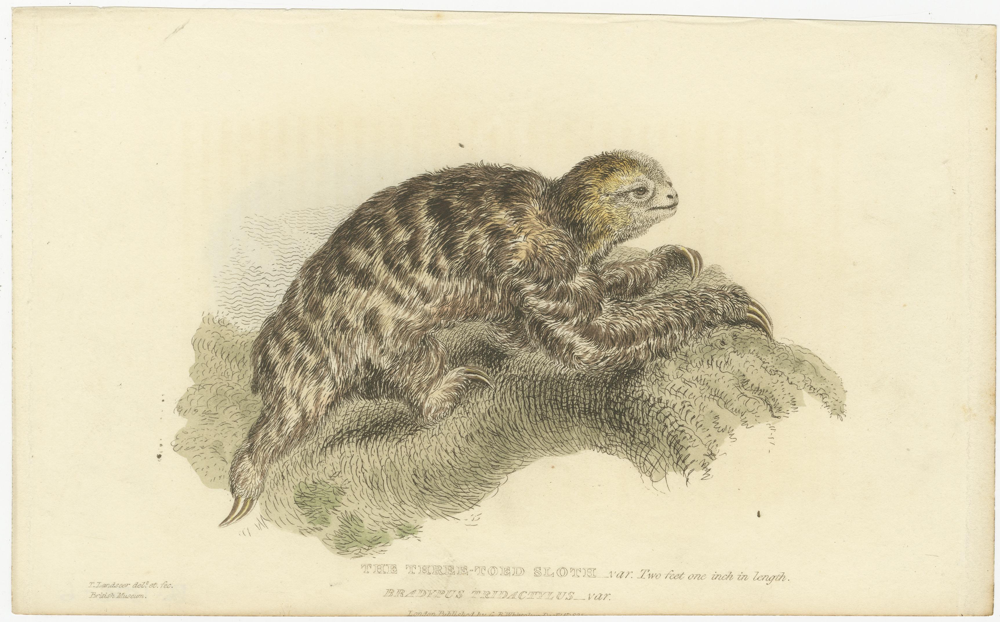 Antique Print with Hand Coloring of a Three-Toed Sloth In Good Condition For Sale In Langweer, NL