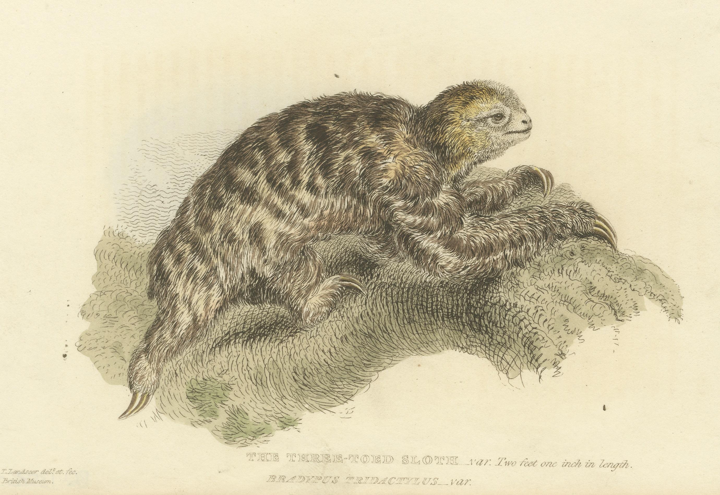 Paper Antique Print with Hand Coloring of a Three-Toed Sloth For Sale