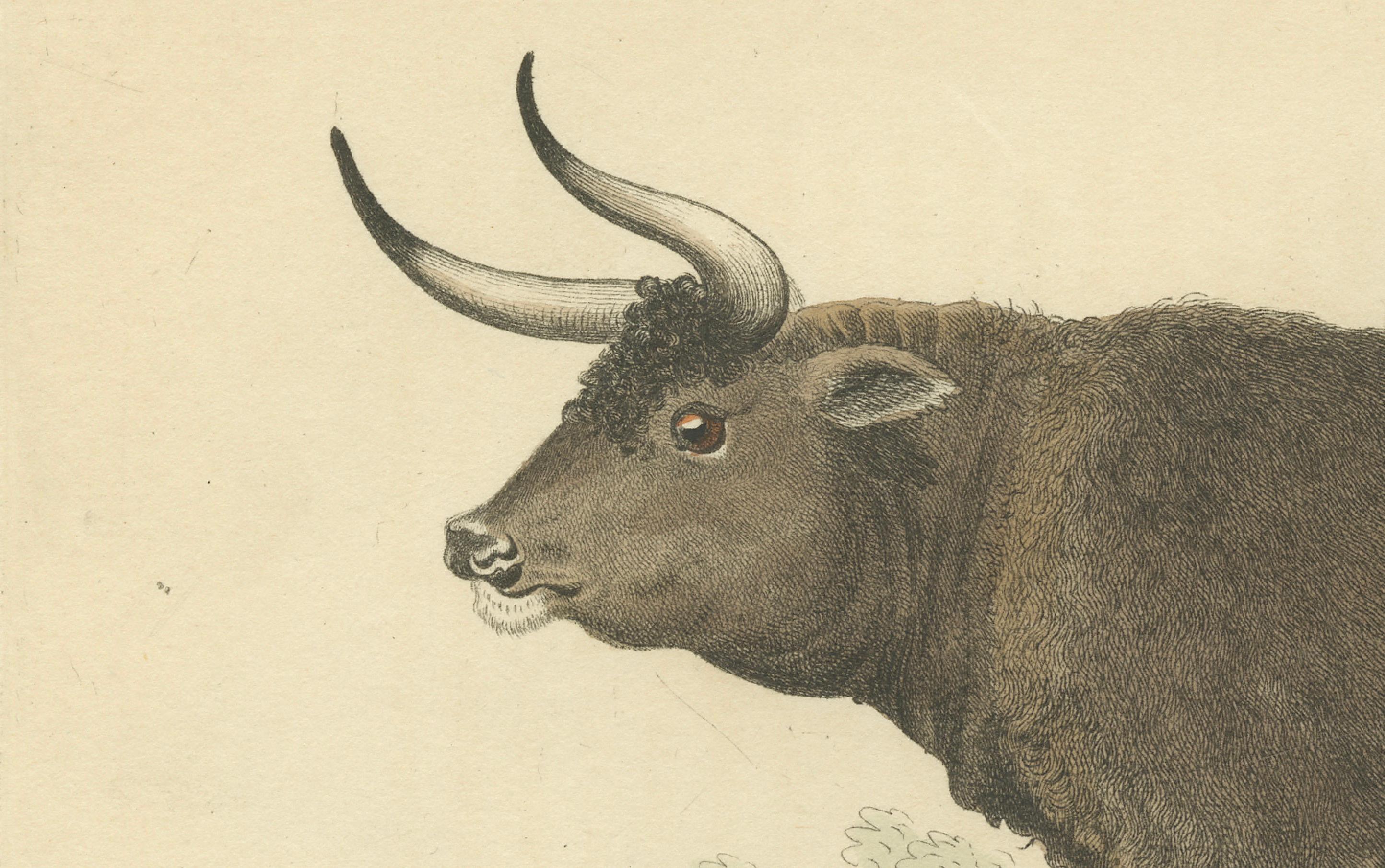 The image is an original historical print of a wild ox, titled 'The Wild Ox, Bos Urus', with hand coloring. The print was published by G.B. Whittaker based on an illustration by Charles Hamilton Smith around 1826. The animal depicted is known as the