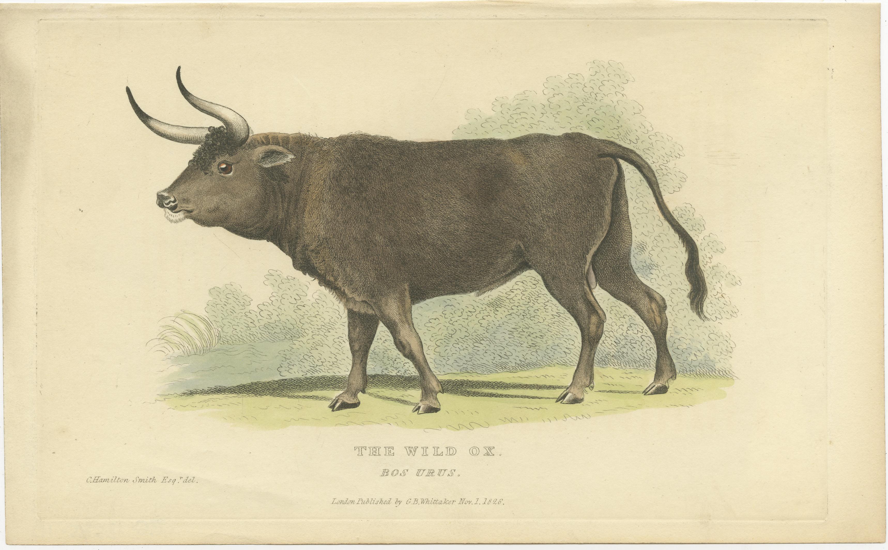 19th Century Antique Print with Hand Coloring of a Wild Ox For Sale
