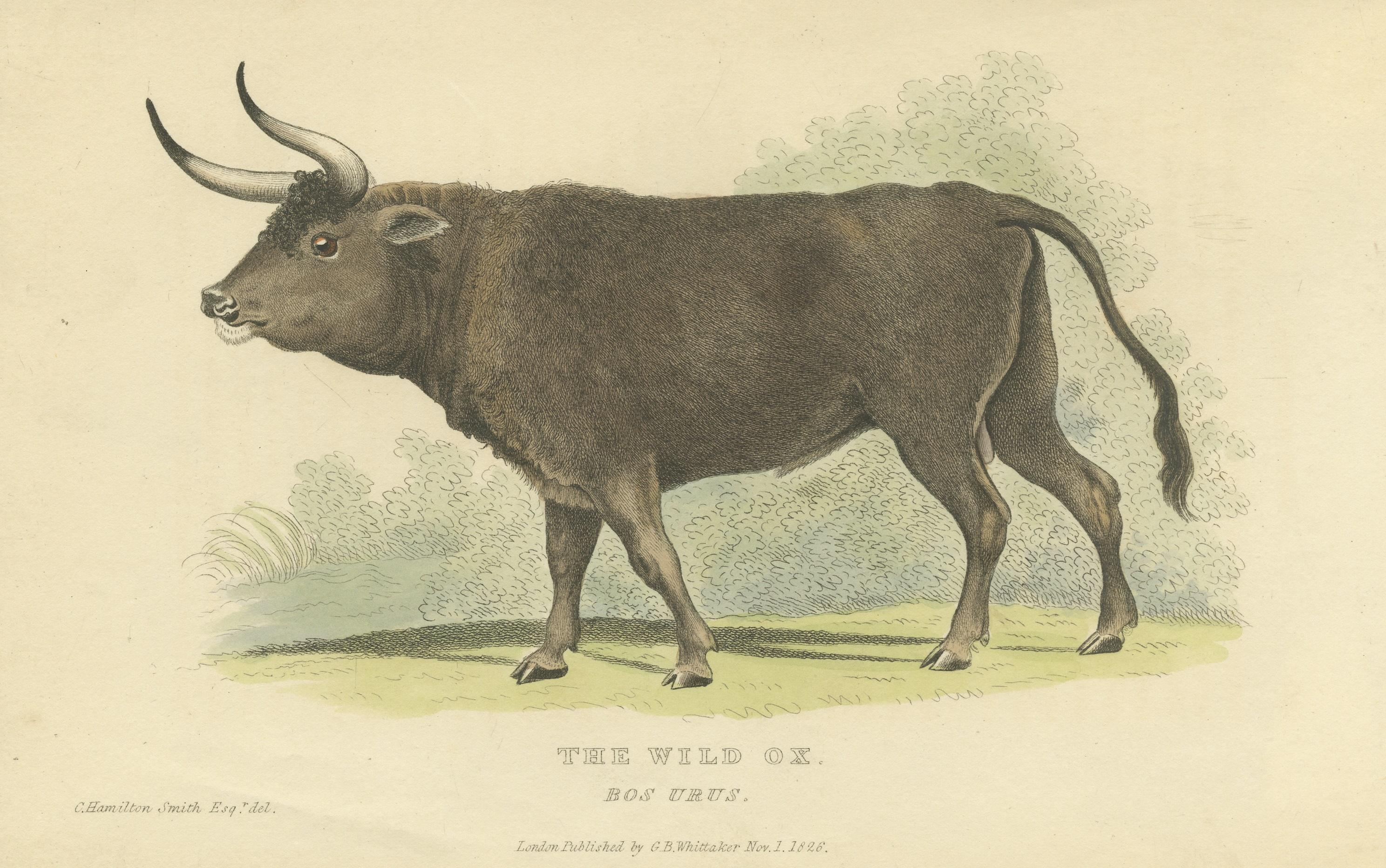 Paper Antique Print with Hand Coloring of a Wild Ox For Sale