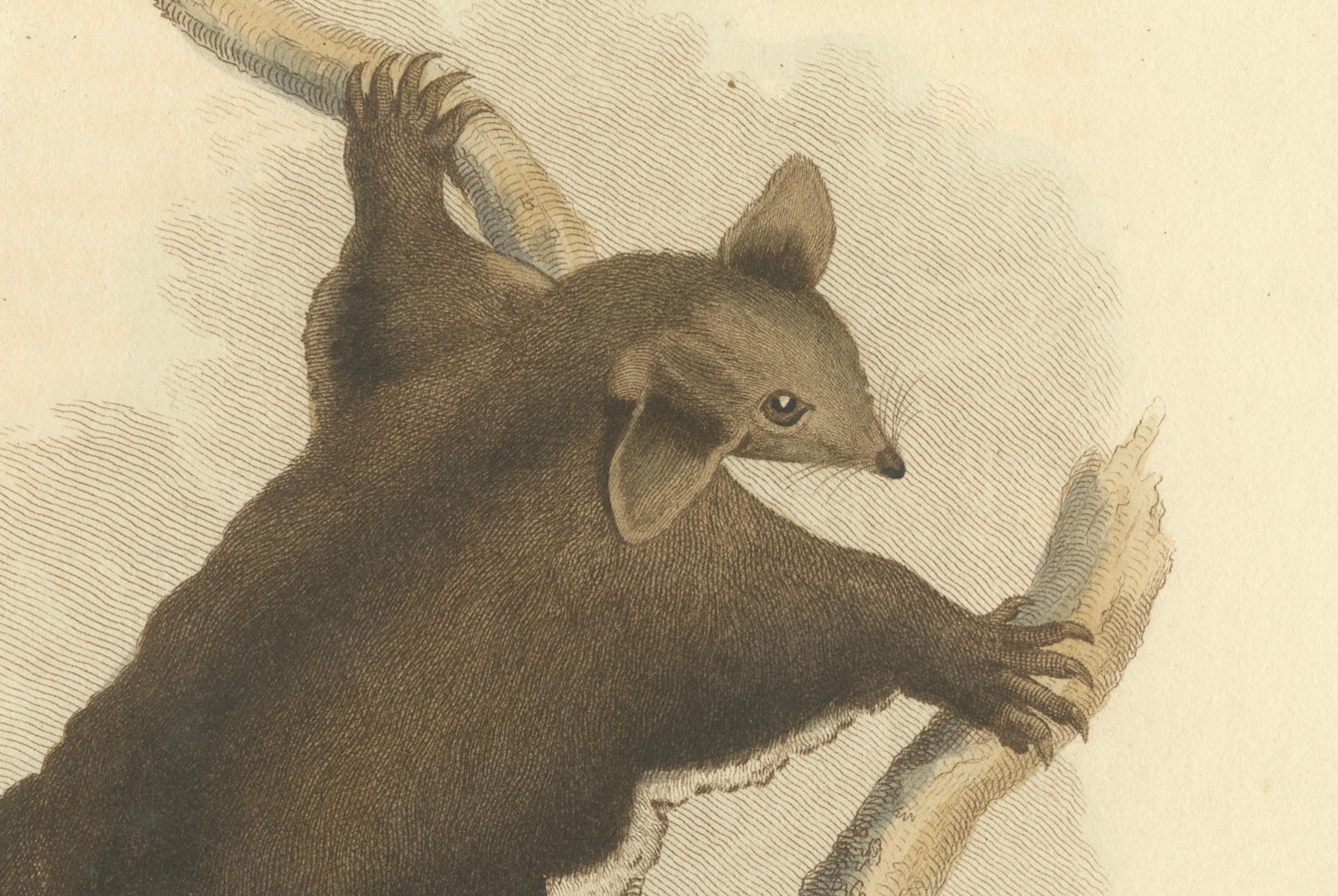 The animal depicted in the image is identified in the title as 'The greater flying phalanger, didelphis petaurus'. However, there seems to be a mix-up in the scientific name given. The term 