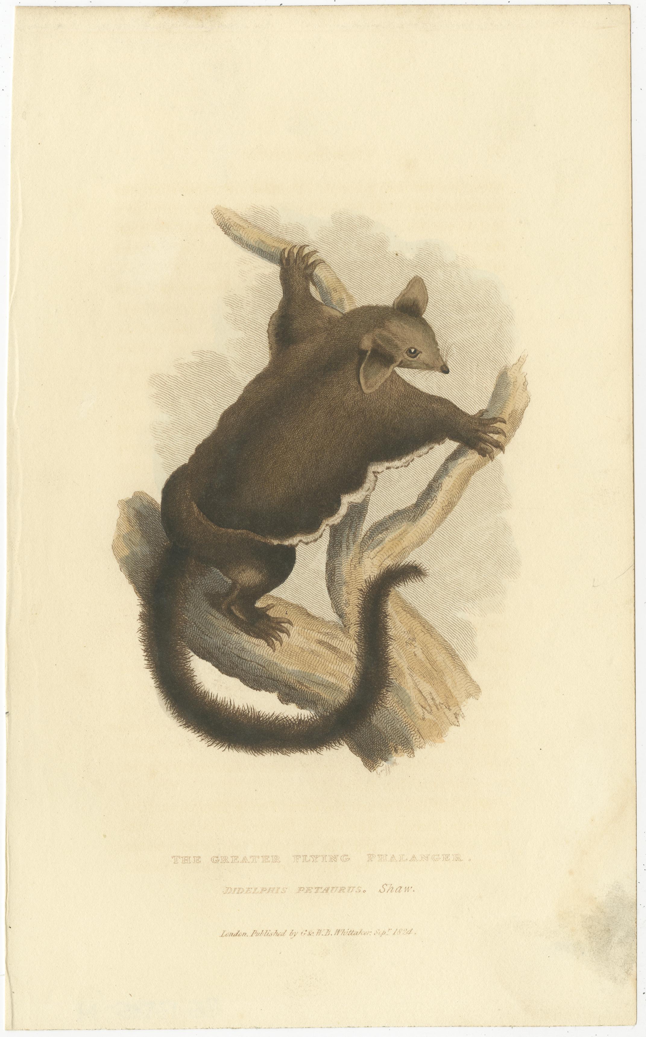 Antique Print with Hand Coloring of a Yellow-Bellied Glider In Good Condition For Sale In Langweer, NL