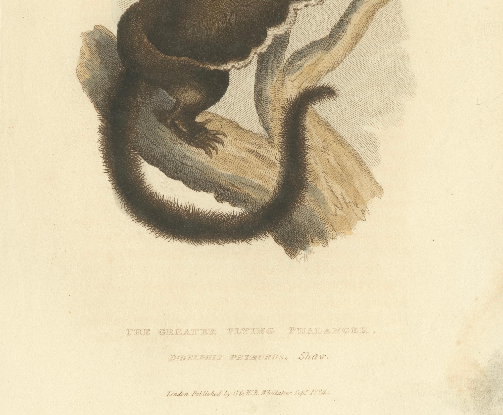 19th Century Antique Print with Hand Coloring of a Yellow-Bellied Glider For Sale