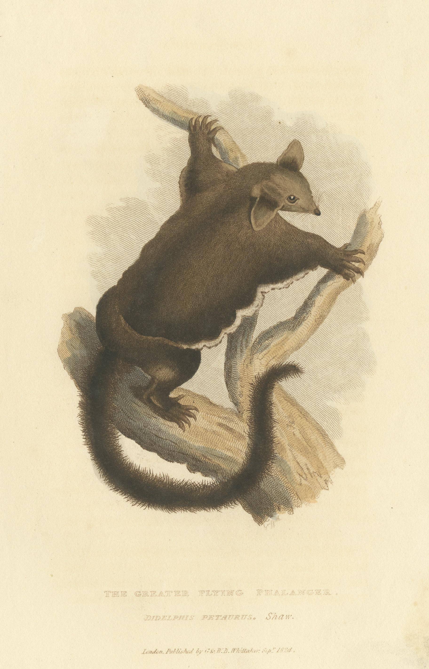 Paper Antique Print with Hand Coloring of a Yellow-Bellied Glider For Sale