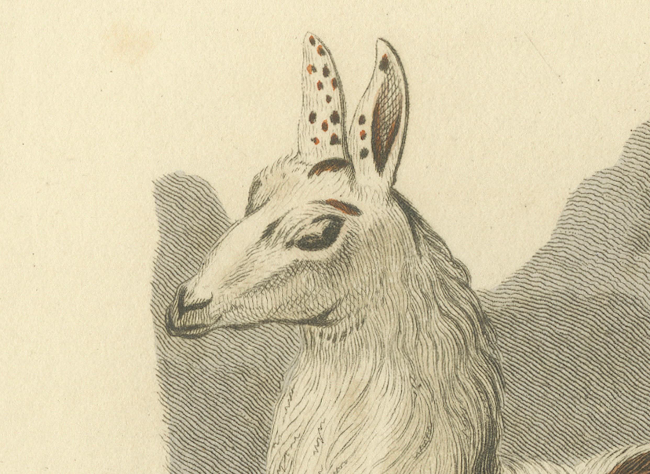 The print titled 'The Alpocos' is a historical depiction of an alpaca, created by the artist Charles Hamilton Smith. It was published by G.B. Whittaker around 1824, and consistent with the time when European audiences were becoming increasingly