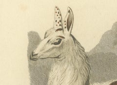 Antique Print with Hand Coloring of an Alpaca