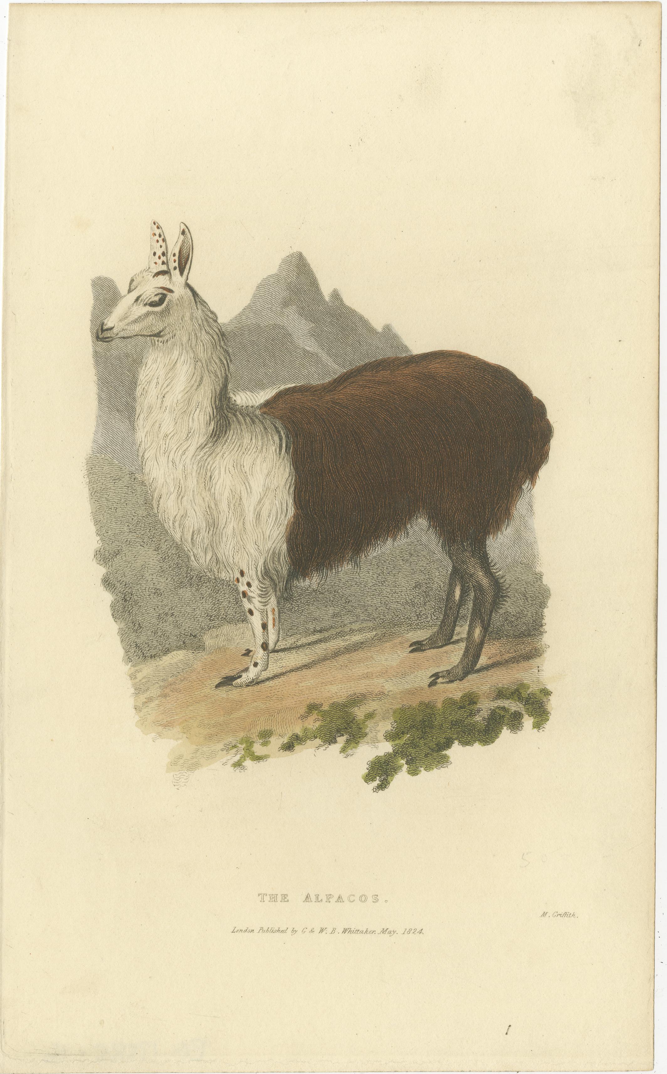 Antique Print with Hand Coloring of an Alpaca In Good Condition For Sale In Langweer, NL