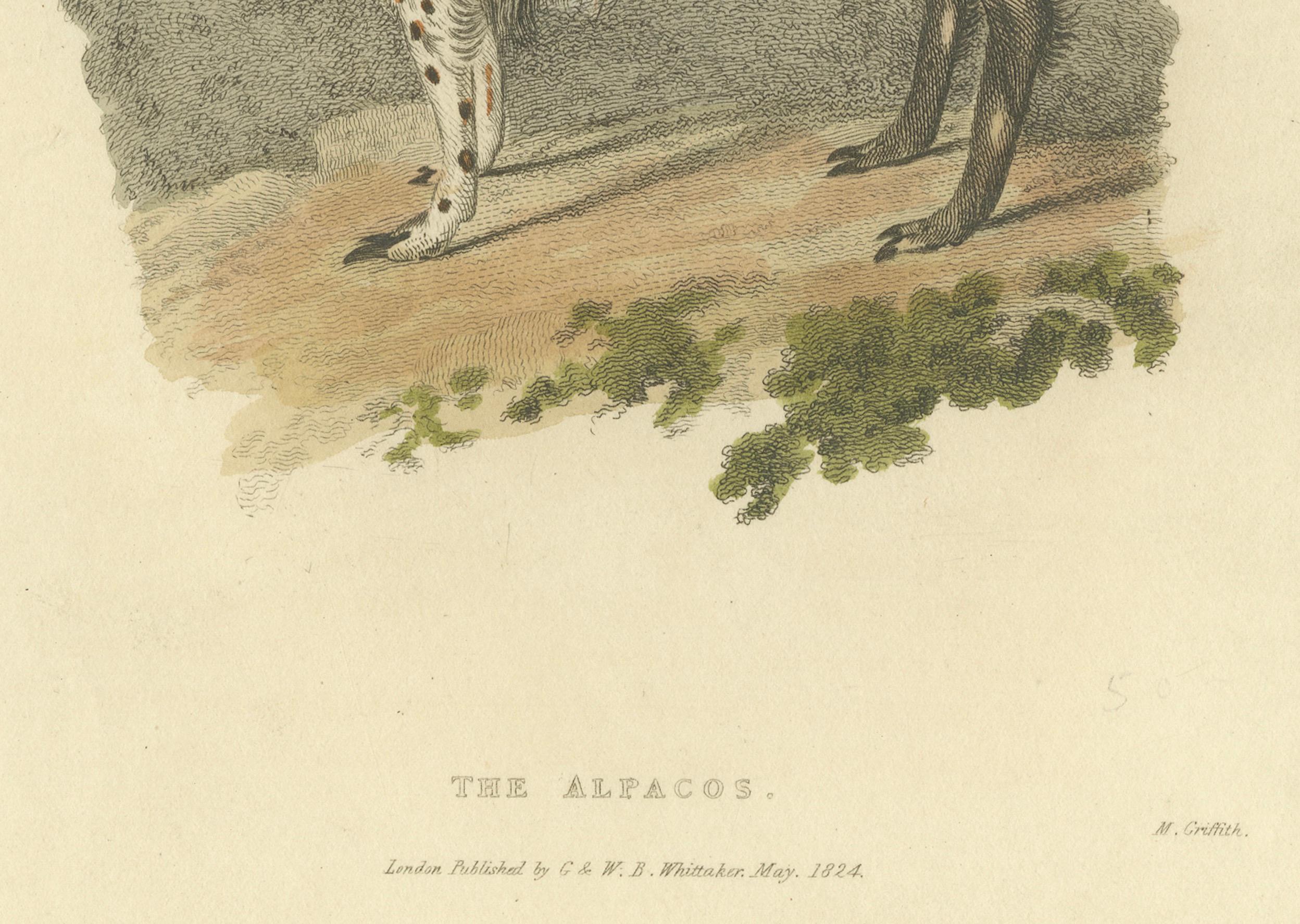 19th Century Antique Print with Hand Coloring of an Alpaca For Sale