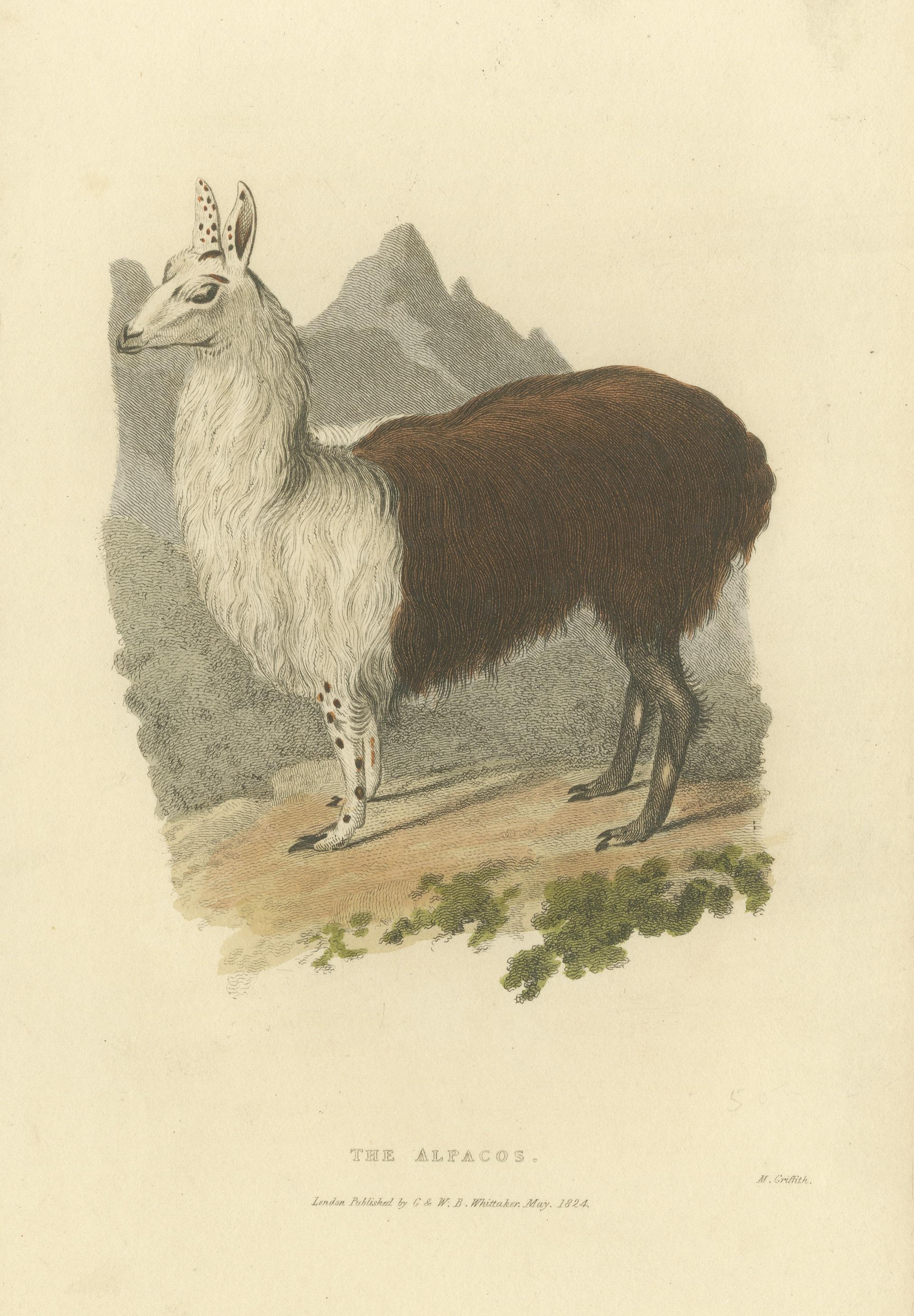 Paper Antique Print with Hand Coloring of an Alpaca For Sale