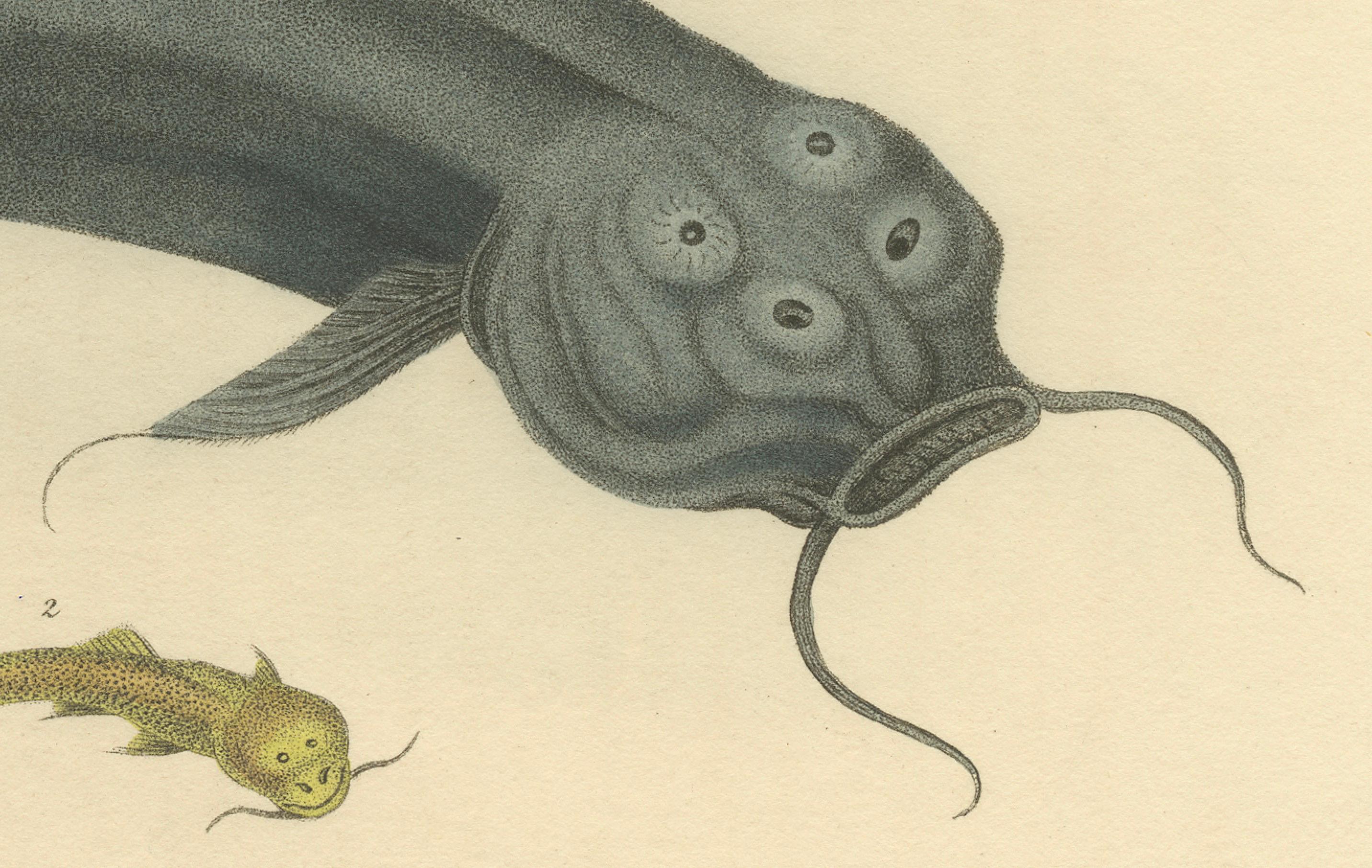 The image is an original antique print of two catfish species, labeled '1. Astroblepus Grixalvii Humb. 2. Pimelodus Cyclopum Humb.' The fish depicted are indeed catfish, as suggested by the common name associated with the genus Pimelodus, which are