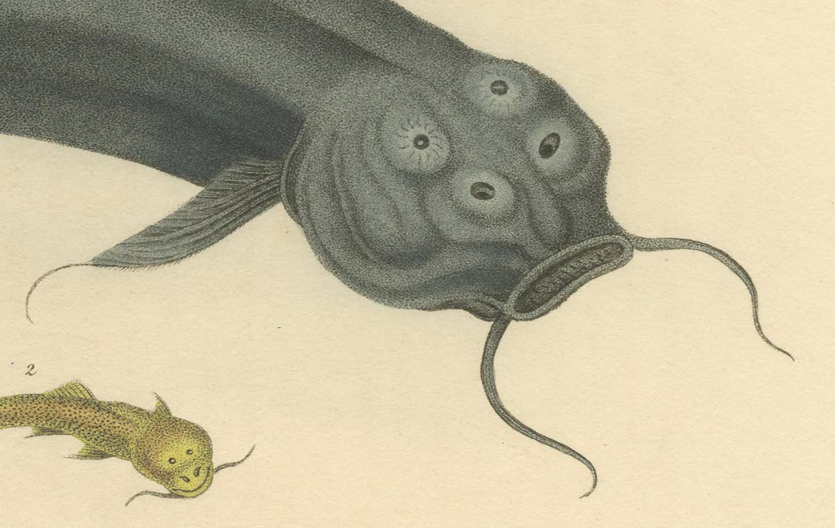 Antique Print with Hand Coloring of Catfish species